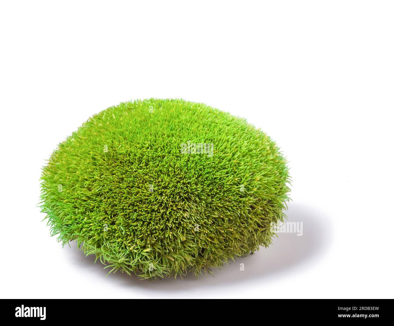 Mousse leucobryum de touffe verte sur fond blanc. Leucobryum glaucum ou Pincushion bryophyte cultive un gros plan d'herbe. Coussin de pin décoratif pérenne gro Banque D'Images