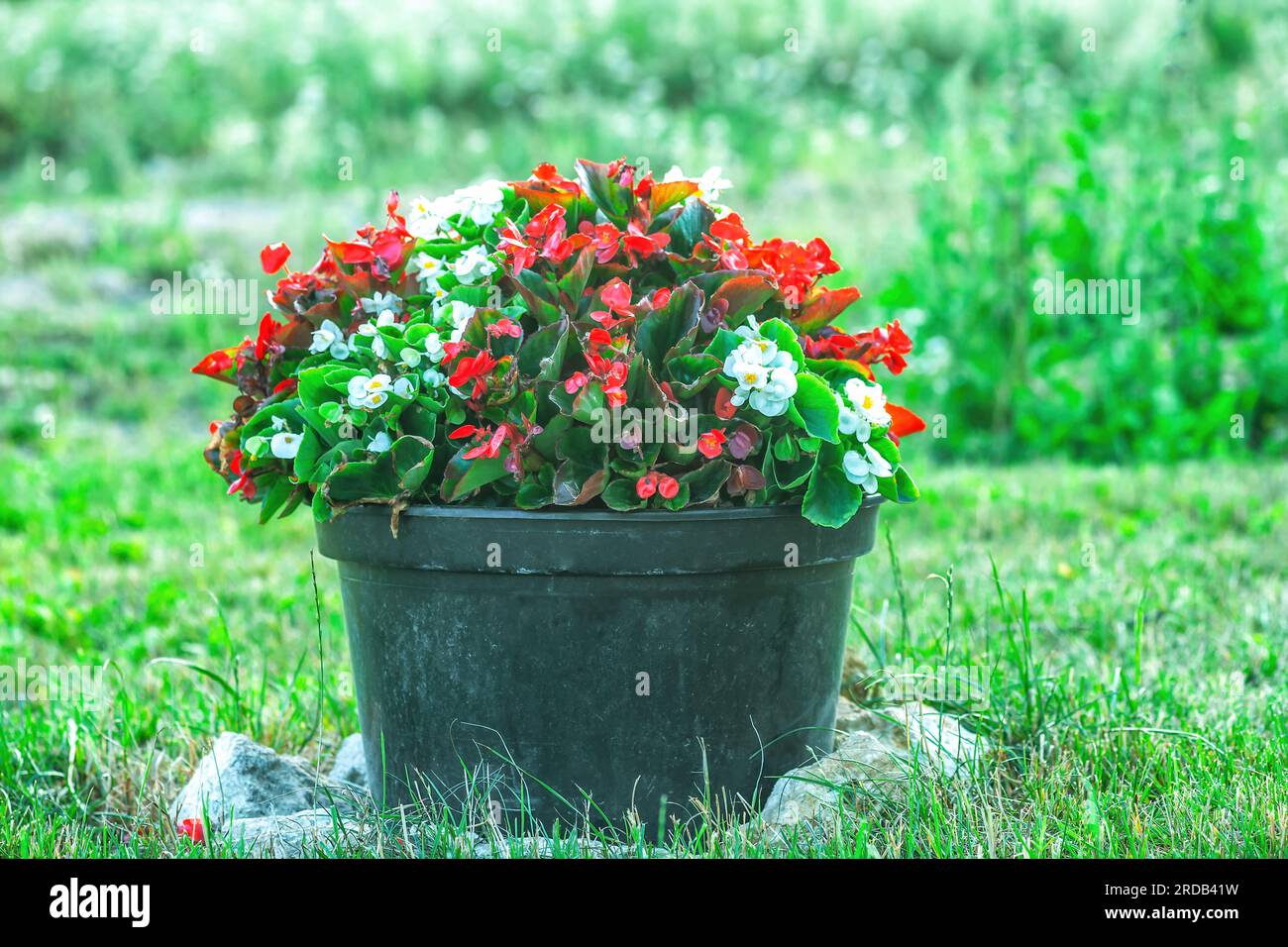 Les fleurs rouges et blanches de Begonia poussent dans un grand pot en plastique noir dans la cour d'été. Fleur colorée en pot dans le jardin d'automne par le backgroun d'herbe floue verte Banque D'Images