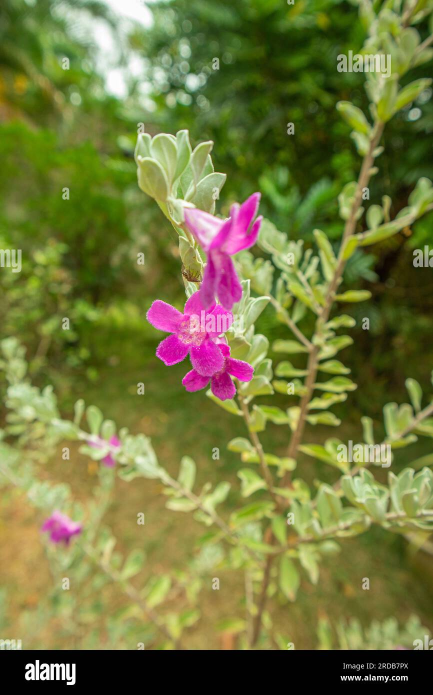 Belle fleur violette dans le jardin. (Nom scientifique Spathodea speciosa) Banque D'Images