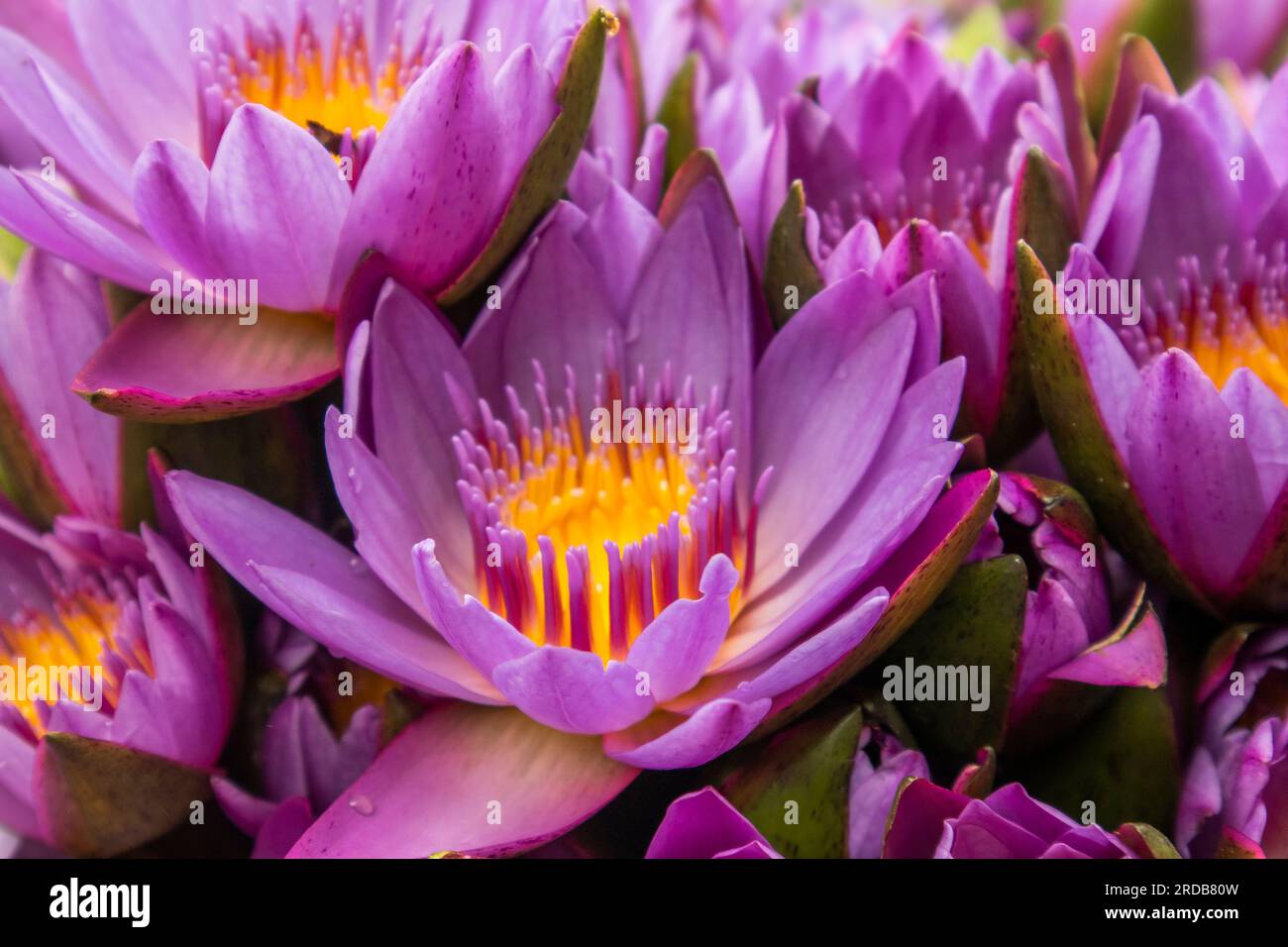 Fleur de lotus violet dans l'étang. Belle fleur de lotus. Banque D'Images
