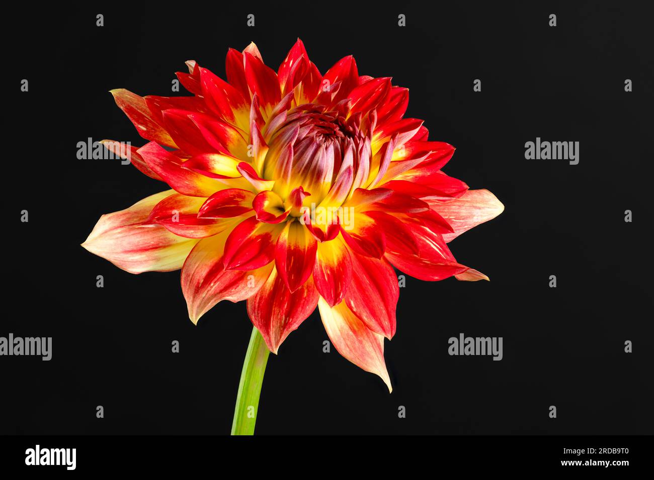 Une vue rapprochée d'une spectaculaire fleur de Dahlia rouge et jaune Banque D'Images
