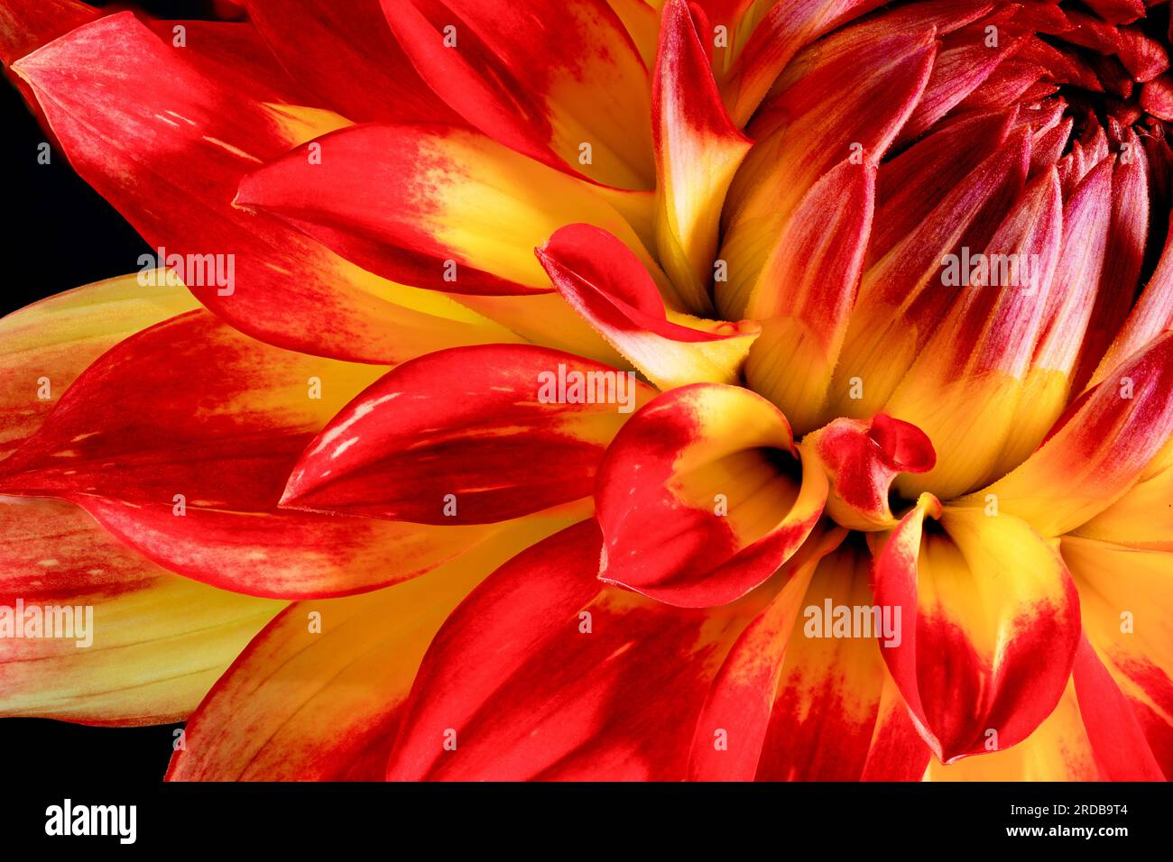 Une vue rapprochée d'une spectaculaire fleur de Dahlia rouge et jaune Banque D'Images
