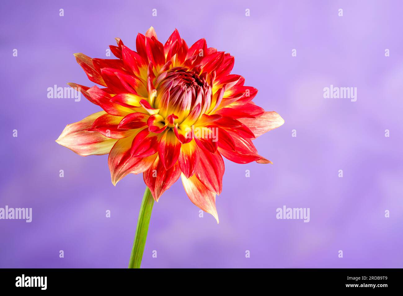 Une vue rapprochée d'une spectaculaire fleur de Dahlia rouge et jaune, photographiée sur un fond violet Banque D'Images