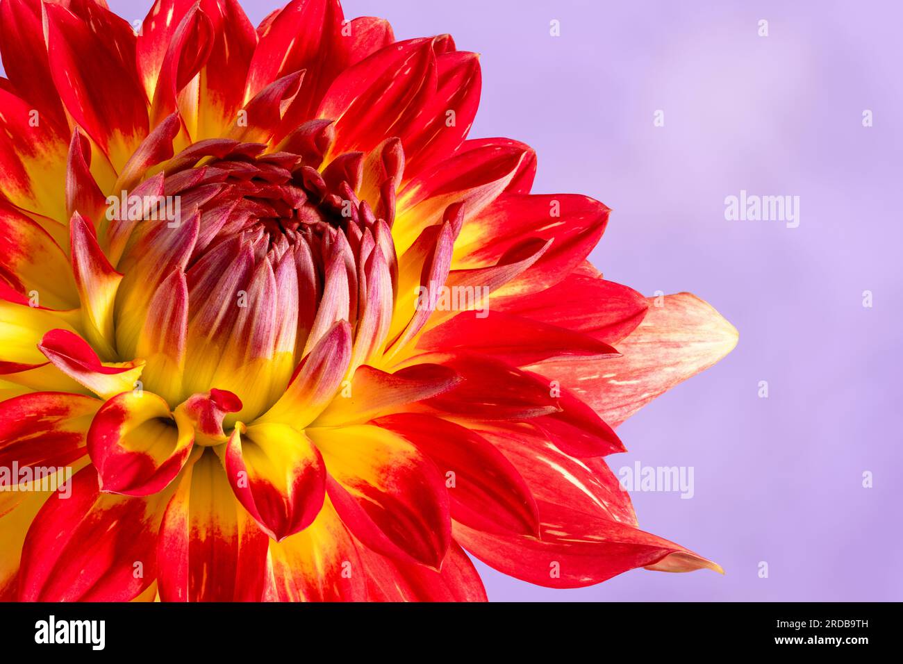 Une vue rapprochée d'une spectaculaire fleur de Dahlia rouge et jaune photographiée sur un fond violet Banque D'Images