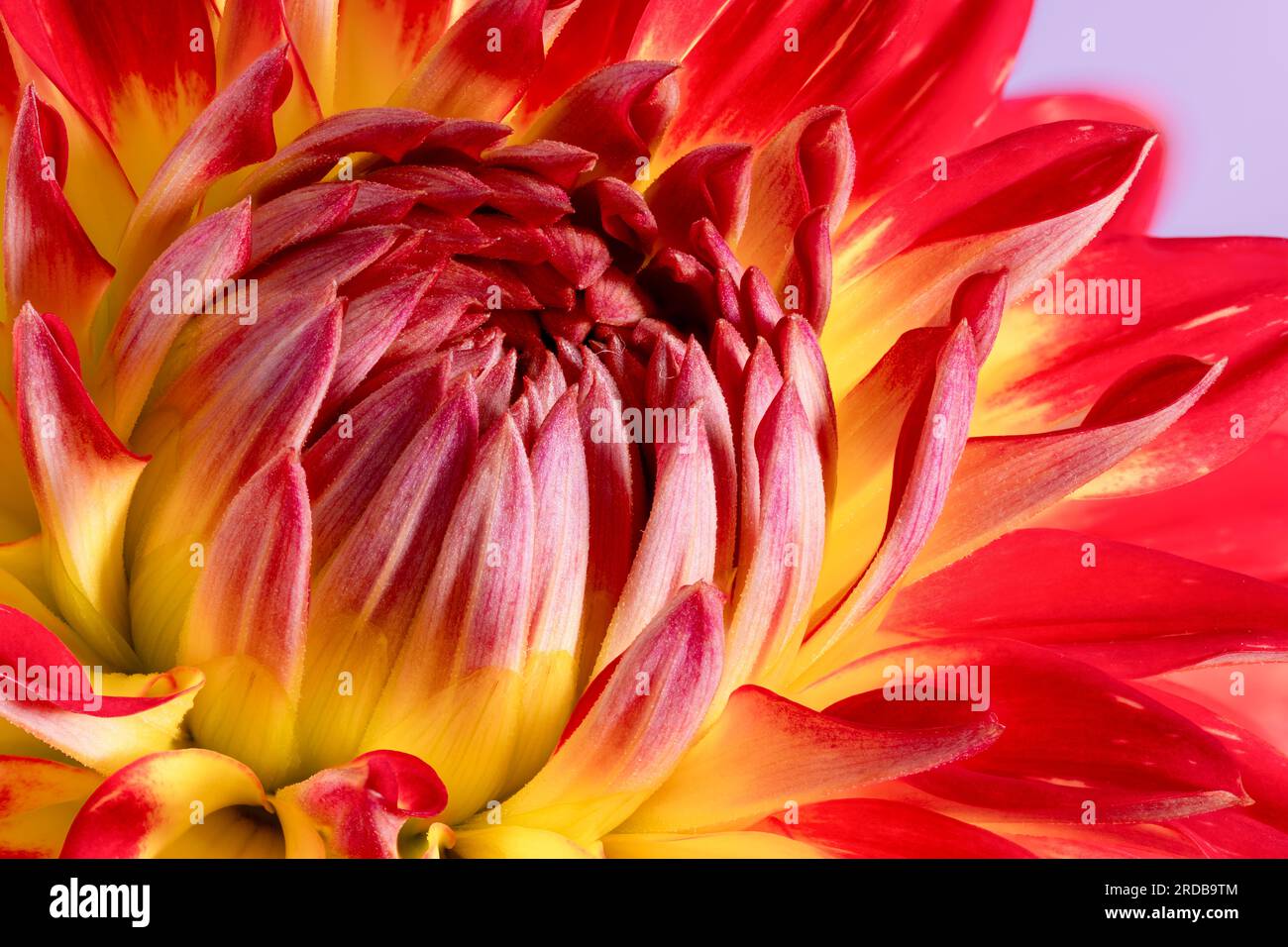 Une vue rapprochée d'une spectaculaire fleur de Dahlia rouge et jaune Banque D'Images