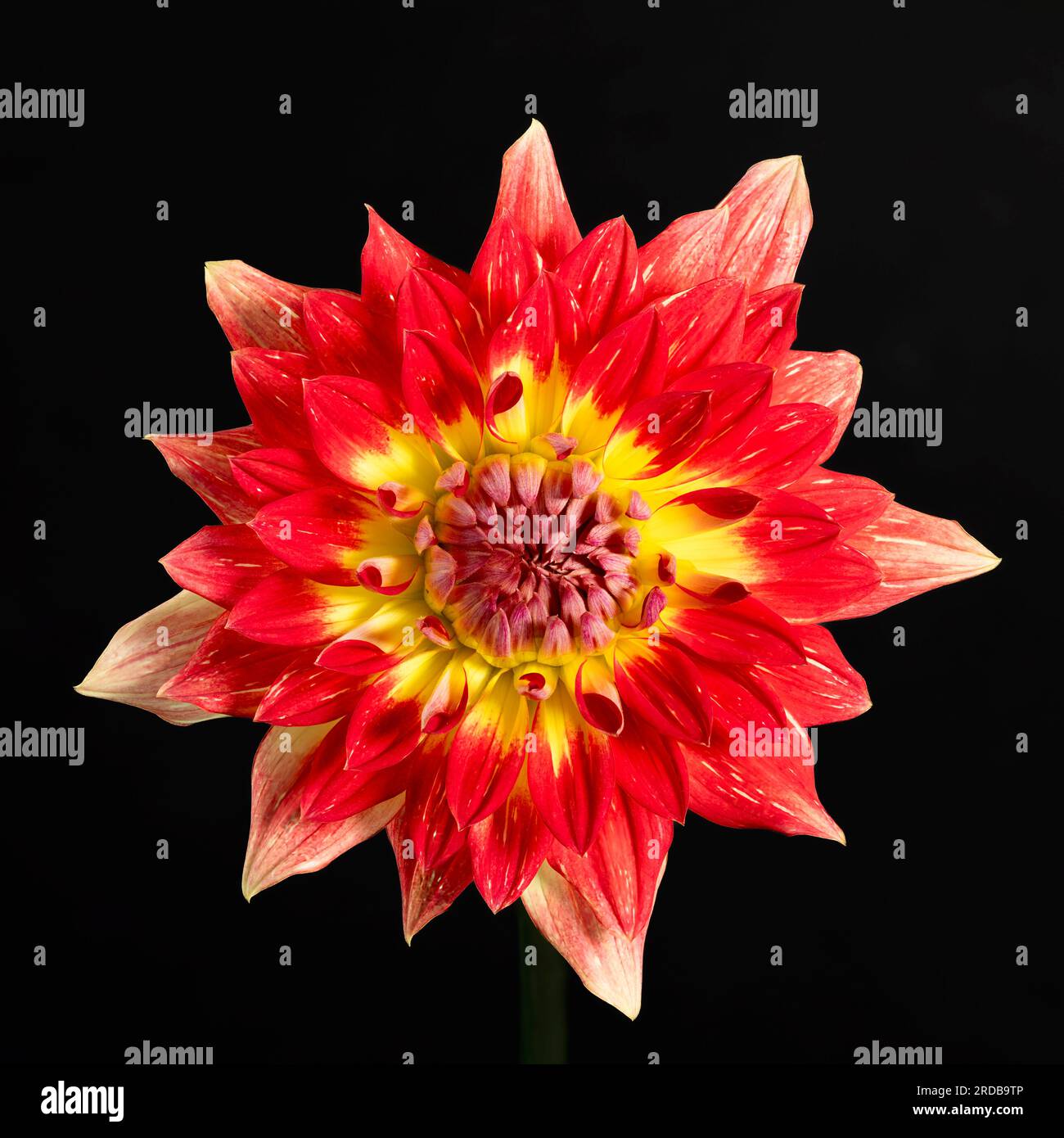 Une vue rapprochée d'une spectaculaire fleur de Dahlia rouge et jaune Banque D'Images