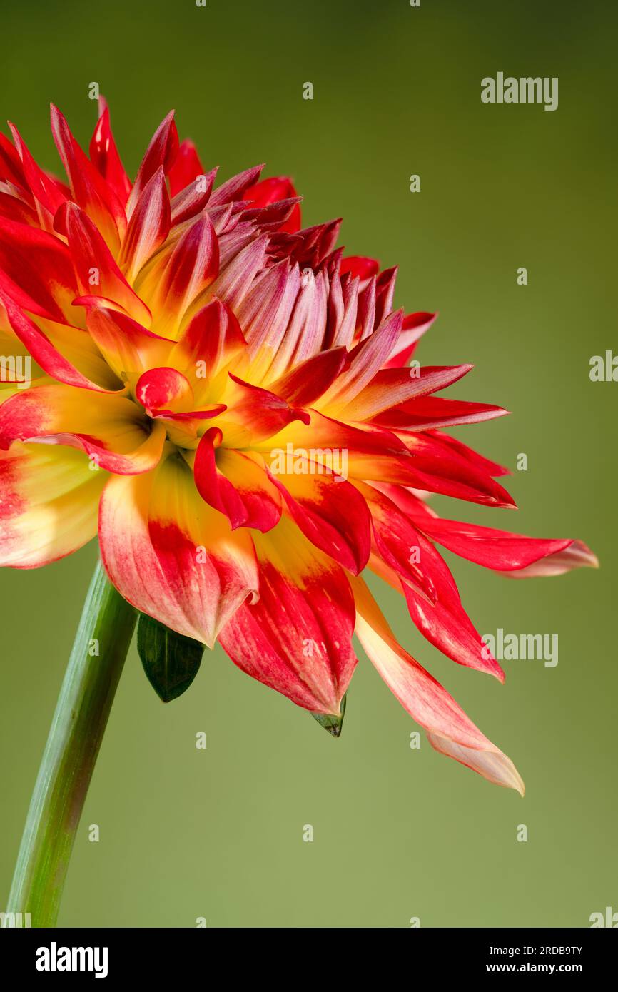 Une vue rapprochée d'une spectaculaire fleur de Dahlia rouge et jaune photographiée sur un fond vert Banque D'Images