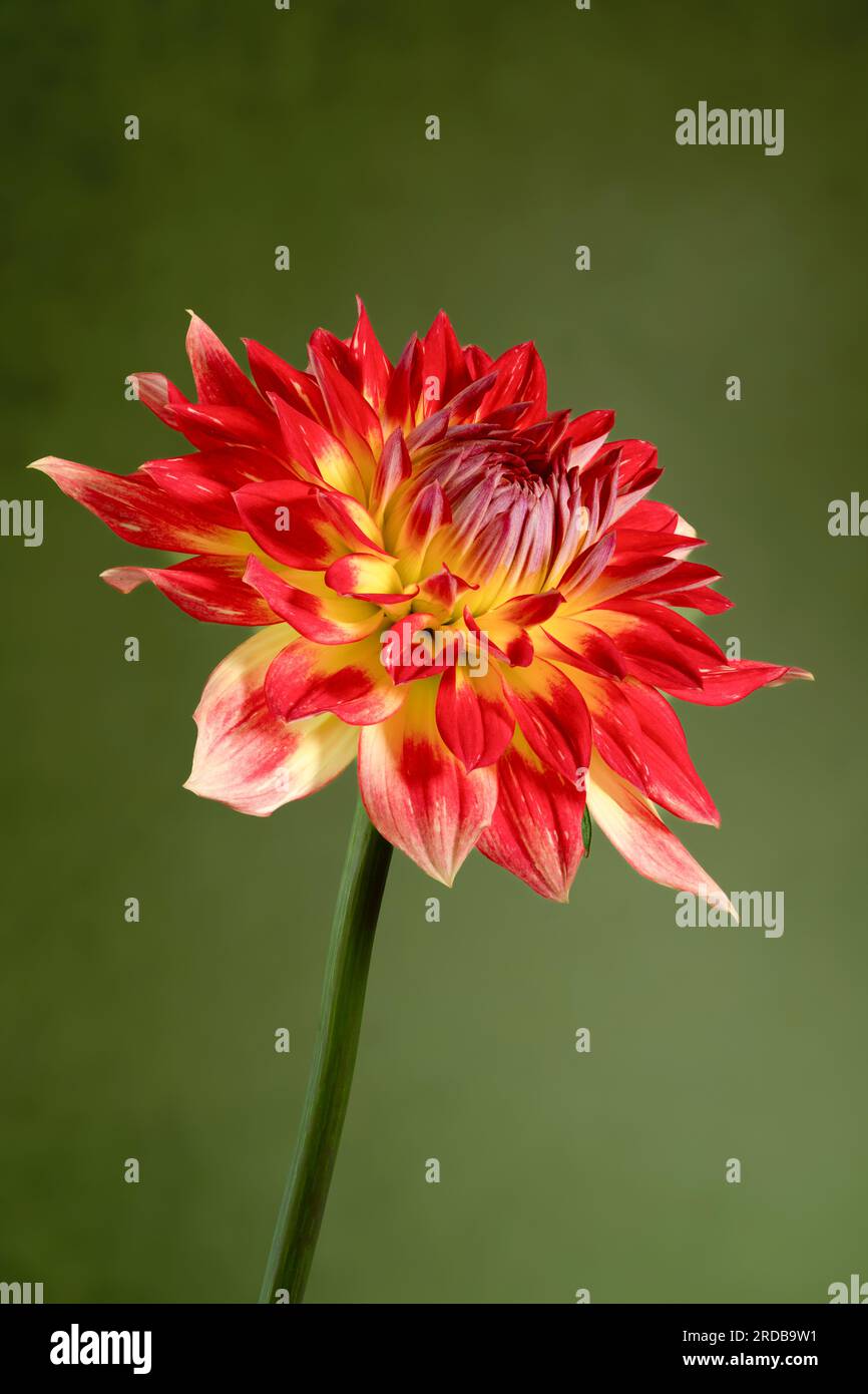 Une vue rapprochée d'une spectaculaire fleur de Dahlia rouge et jaune photographiée sur un fond vert Banque D'Images