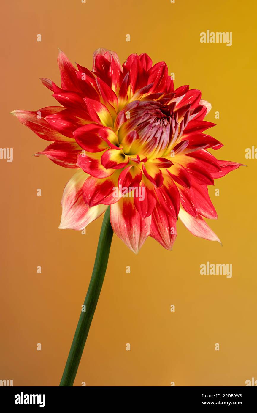 Une vue rapprochée d'une spectaculaire fleur de Dahlia rouge et jaune Banque D'Images