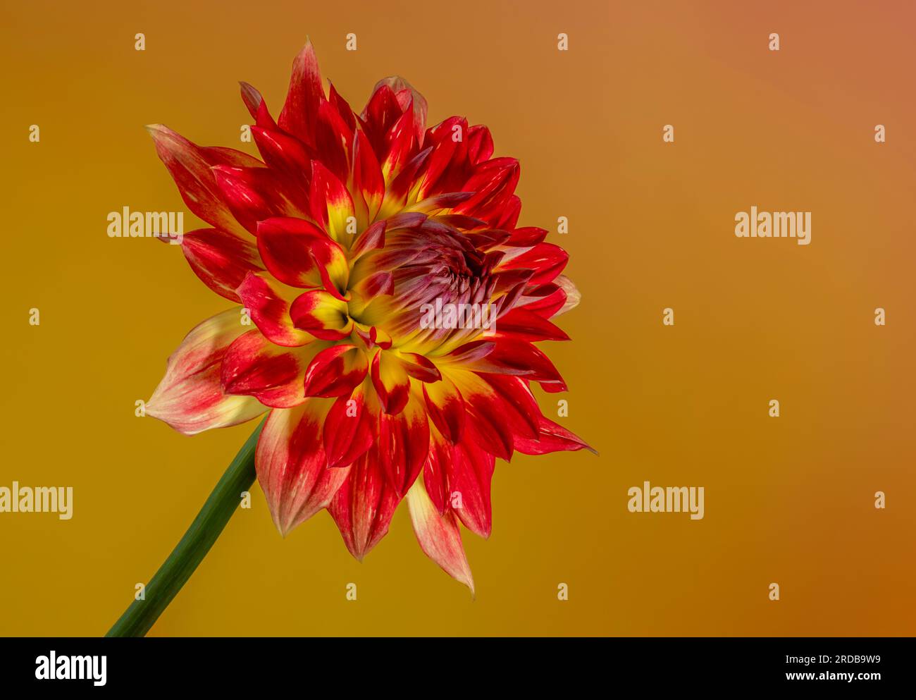Une vue rapprochée d'une spectaculaire fleur de Dahlia rouge et jaune Banque D'Images