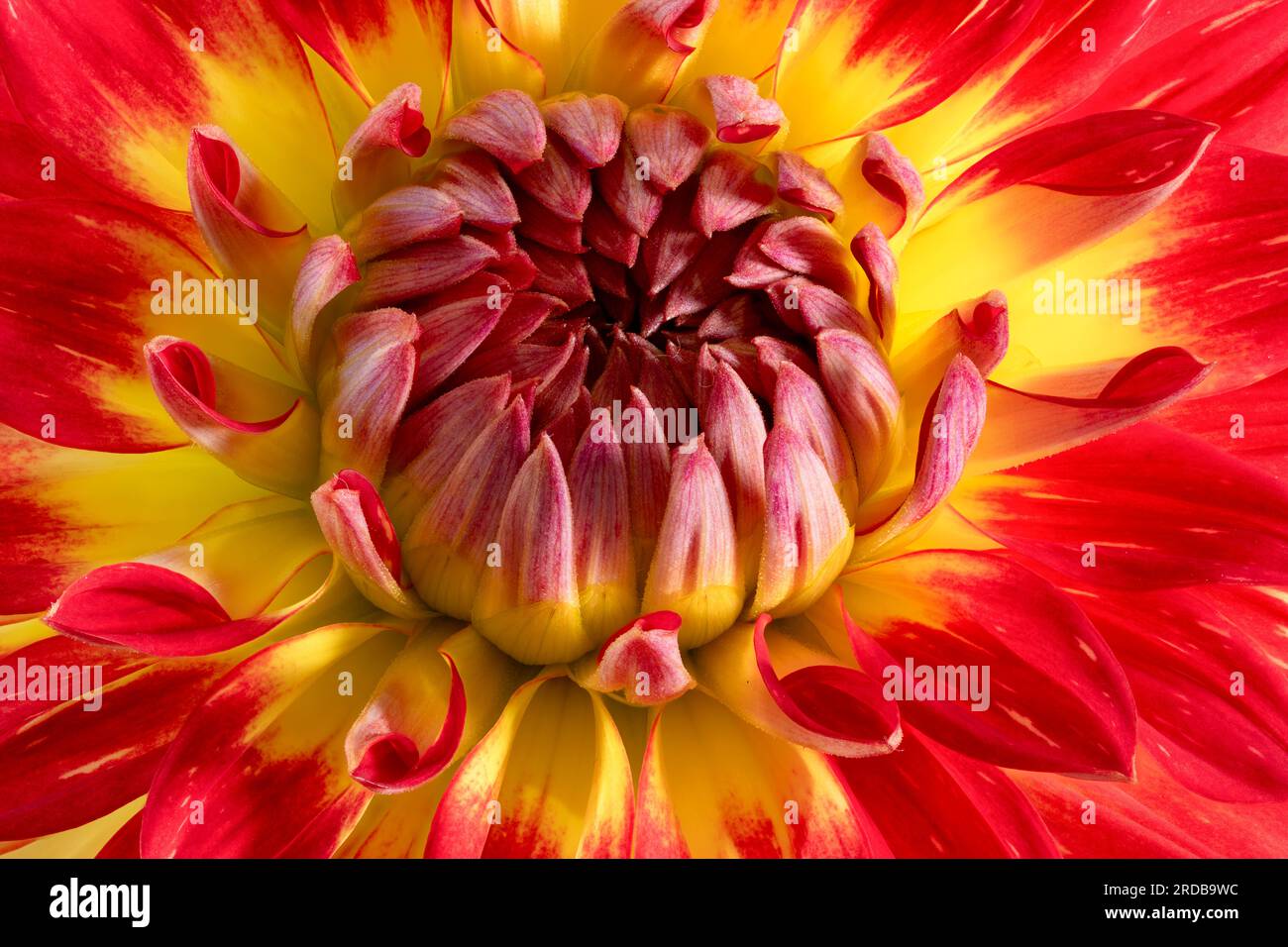 Une vue rapprochée d'une spectaculaire fleur de Dahlia rouge et jaune Banque D'Images