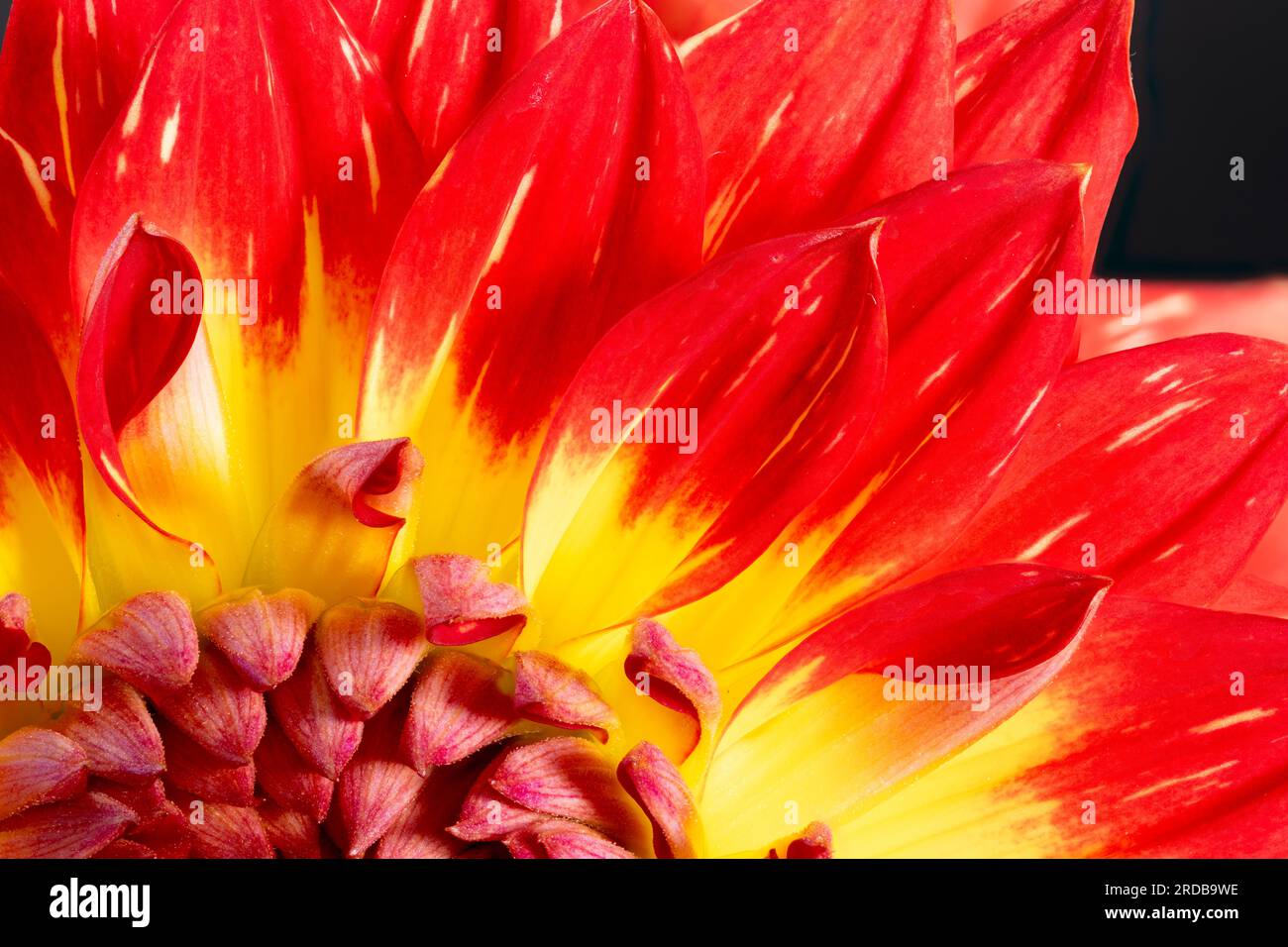 Une vue rapprochée d'une spectaculaire fleur de Dahlia rouge et jaune Banque D'Images