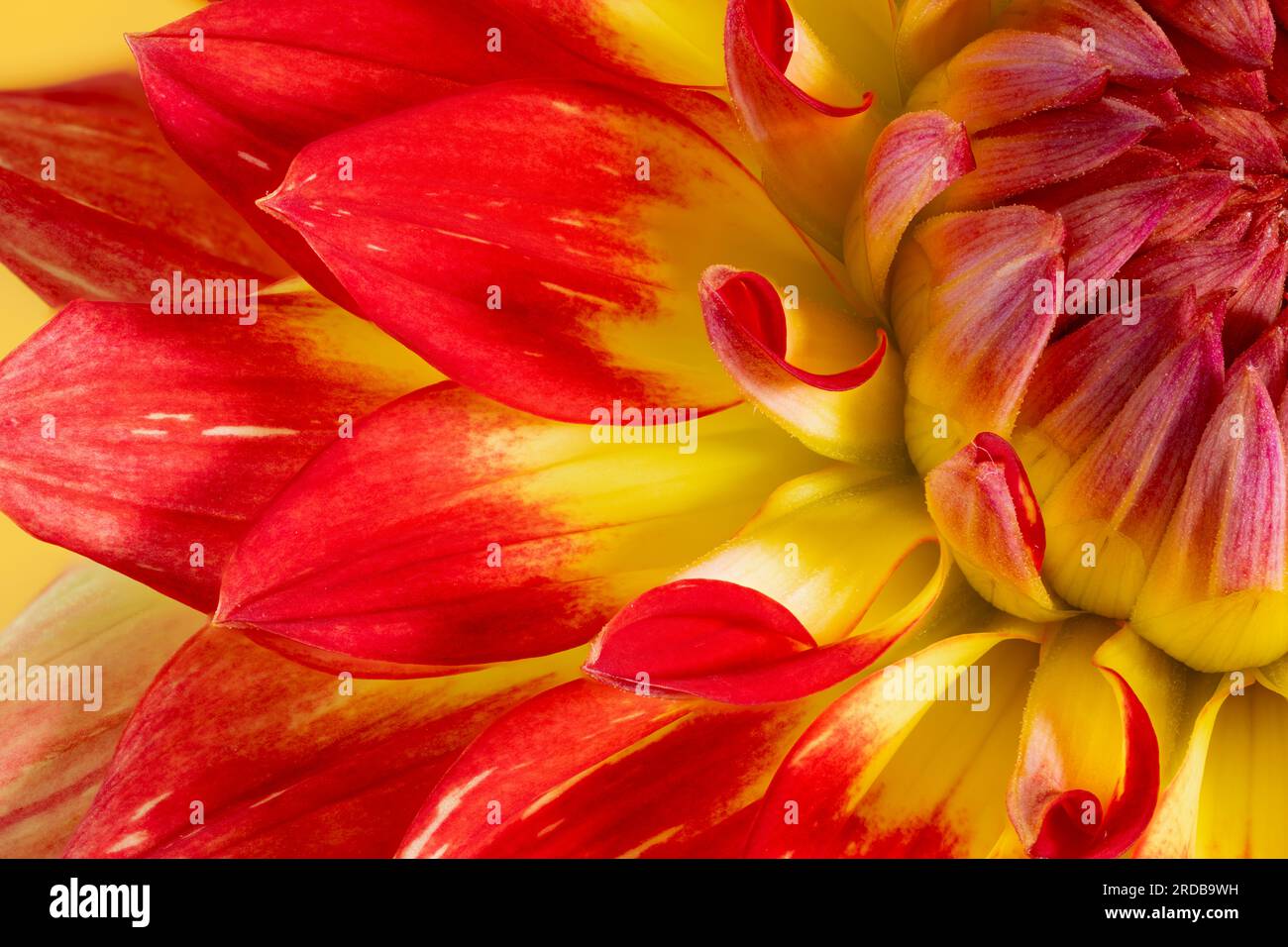 Une vue rapprochée d'une spectaculaire fleur de Dahlia rouge et jaune Banque D'Images
