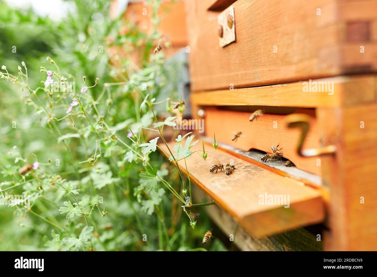 Abeilles à l'entrée de ruche en bois par les plantes Banque D'Images