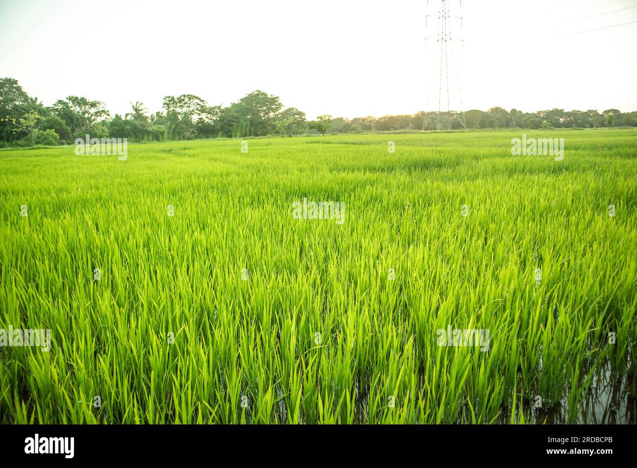 Champ de riz le matin, photo stock du champ de riz. Banque D'Images