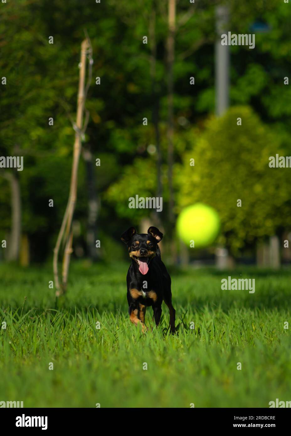 Gros plan d'un chien Toy Terrier noir heureux courant à travers l'herbe avec sa langue sortie pour une boule jaune par une journée ensoleillée. Photo verticale Banque D'Images