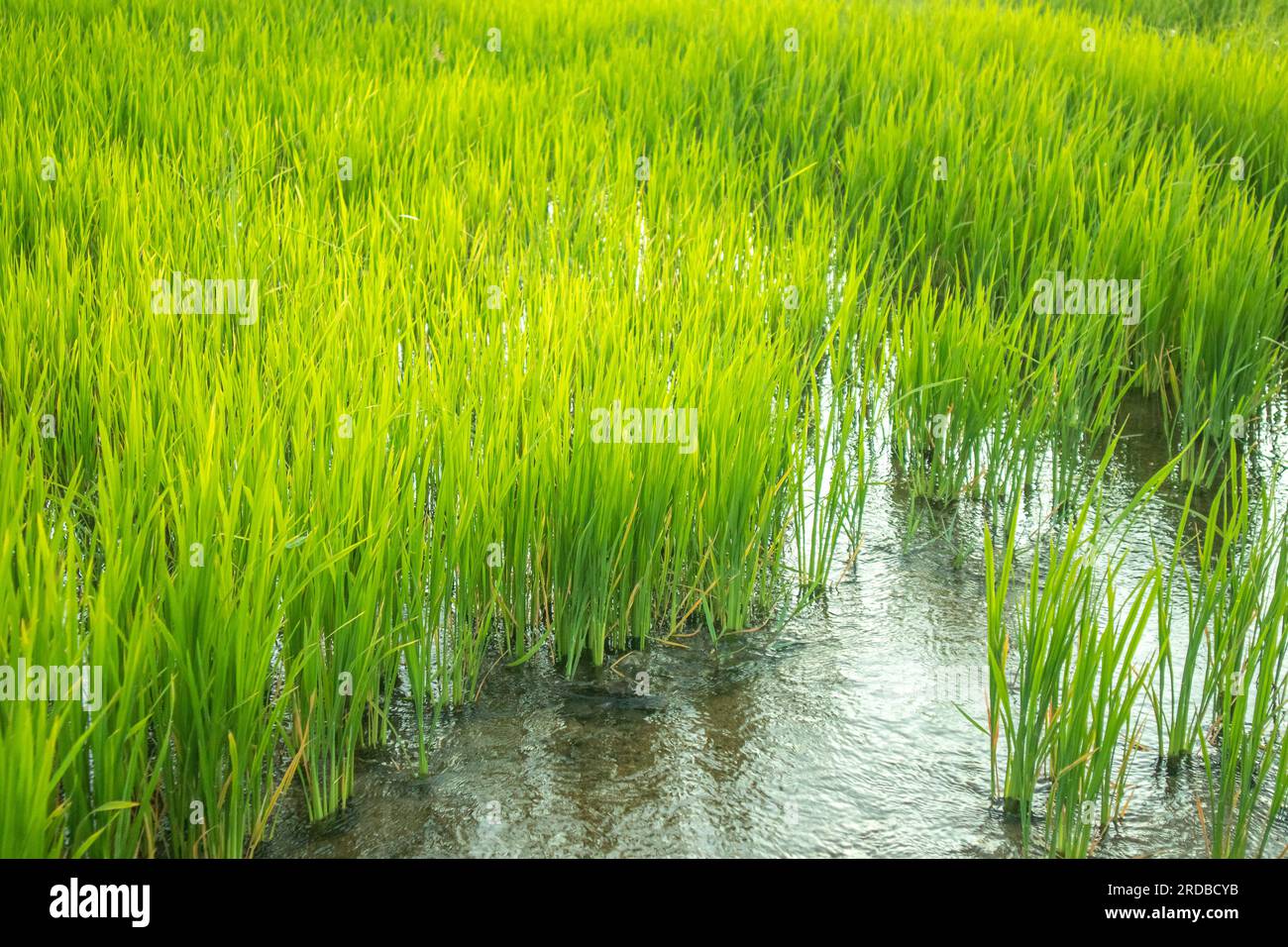 Semis de riz dans le champ de riz pendant la saison des pluies Banque D'Images