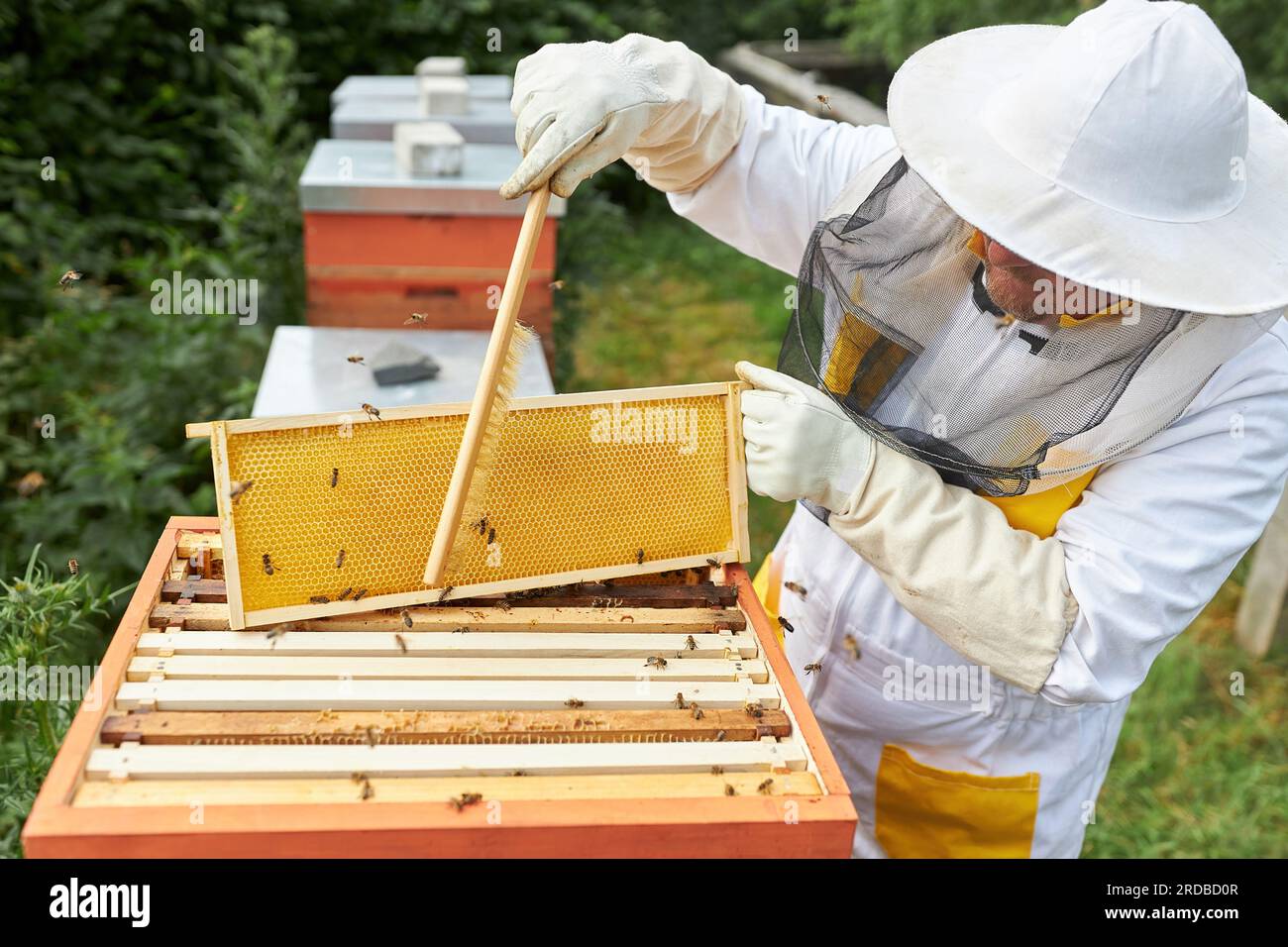 Apiariste mâle senior utilisant la brosse sur le cadre en nid d'abeille au jardin de rucher Banque D'Images