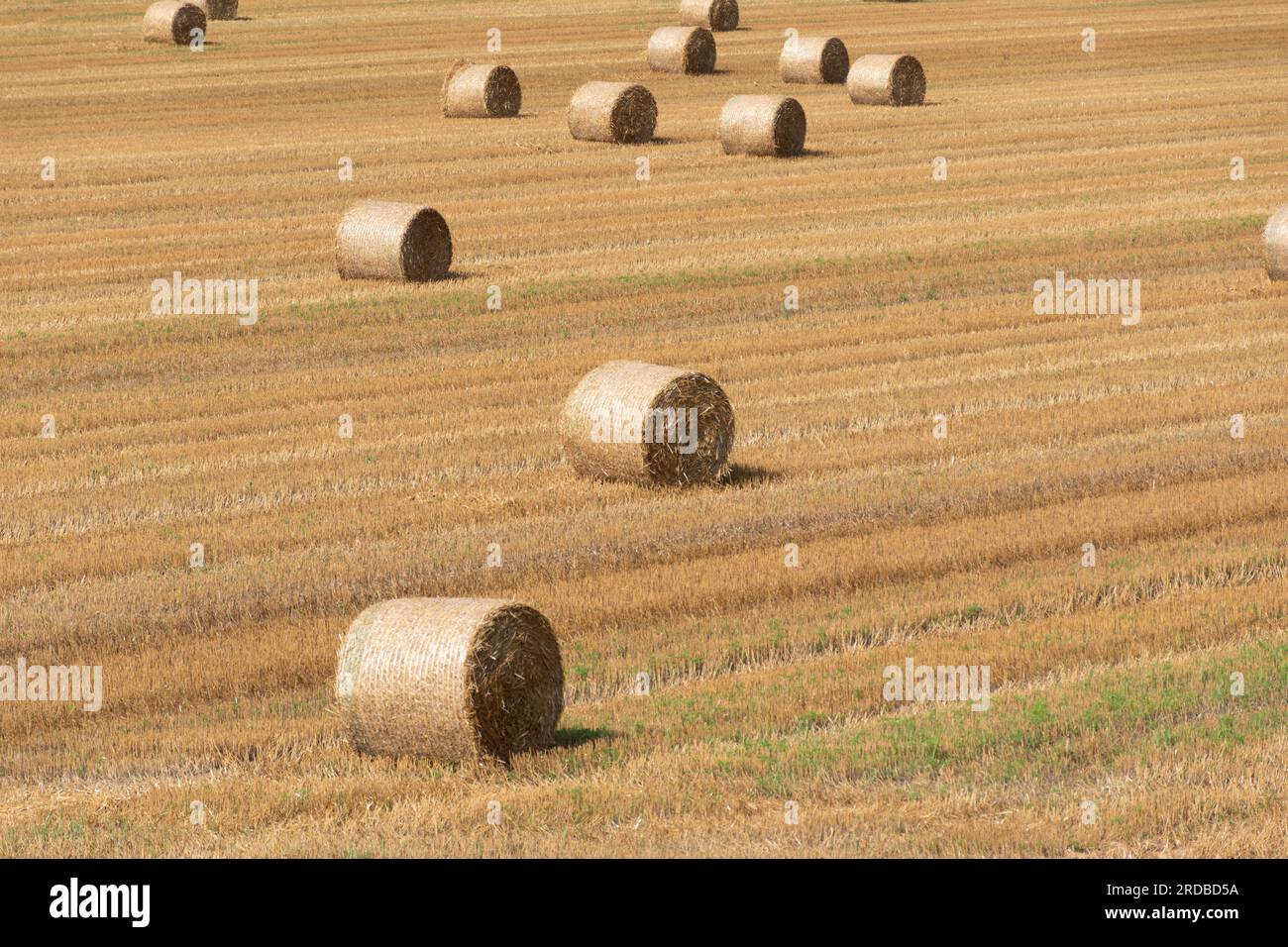 Bottes de foin sur le terrain Banque D'Images