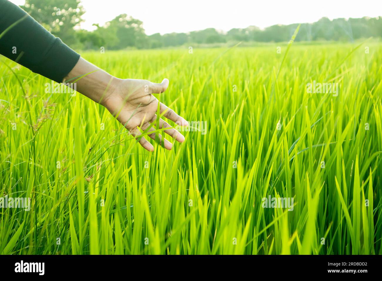 Main de femme asiatique toucher champ de riz vert le matin, fond de nature Banque D'Images