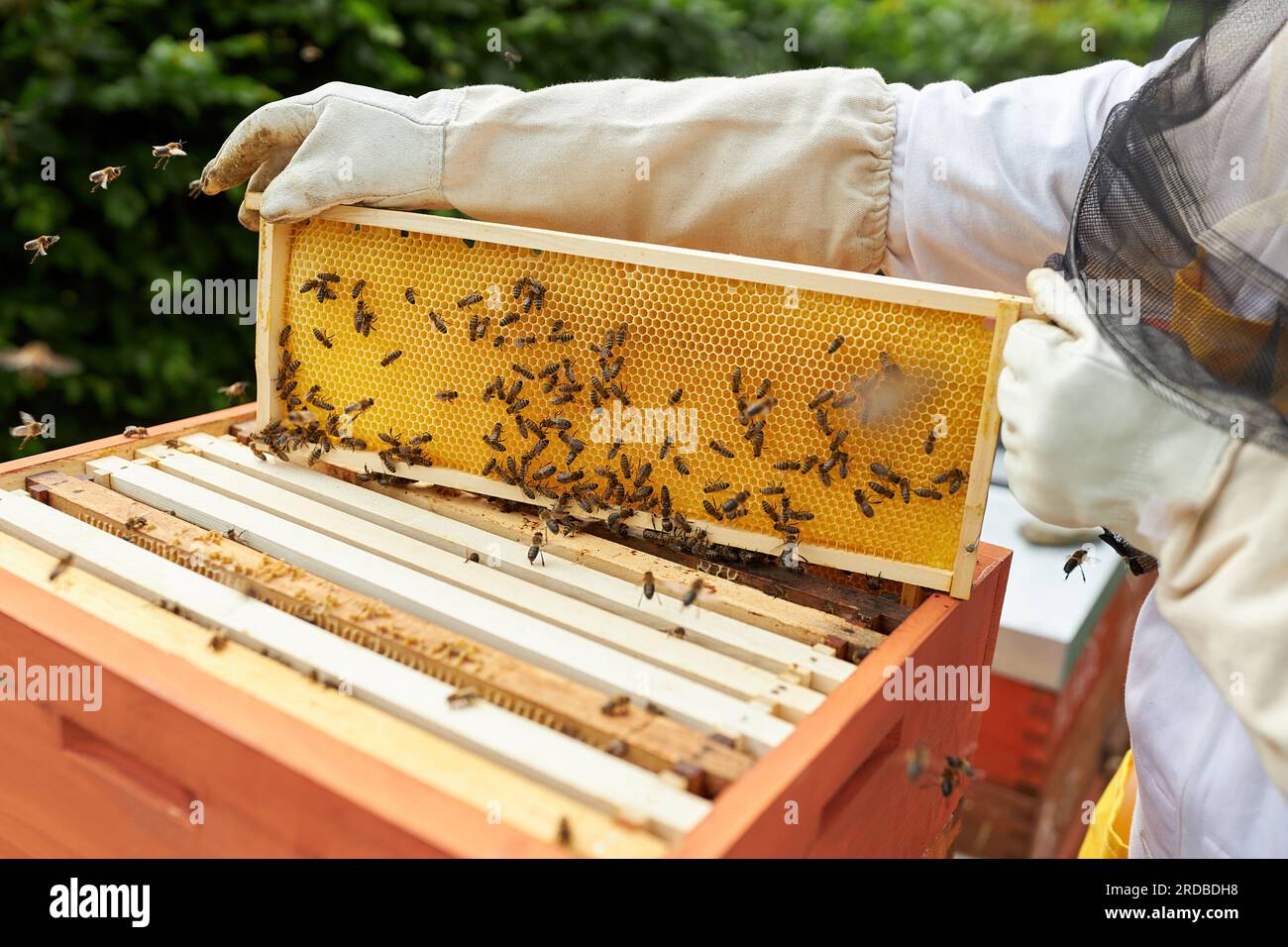 Section médiane de l'apiculteur mâle senior tenant un cadre de cire d'abeille sur une boîte de ruche dans le jardin de rucher Banque D'Images