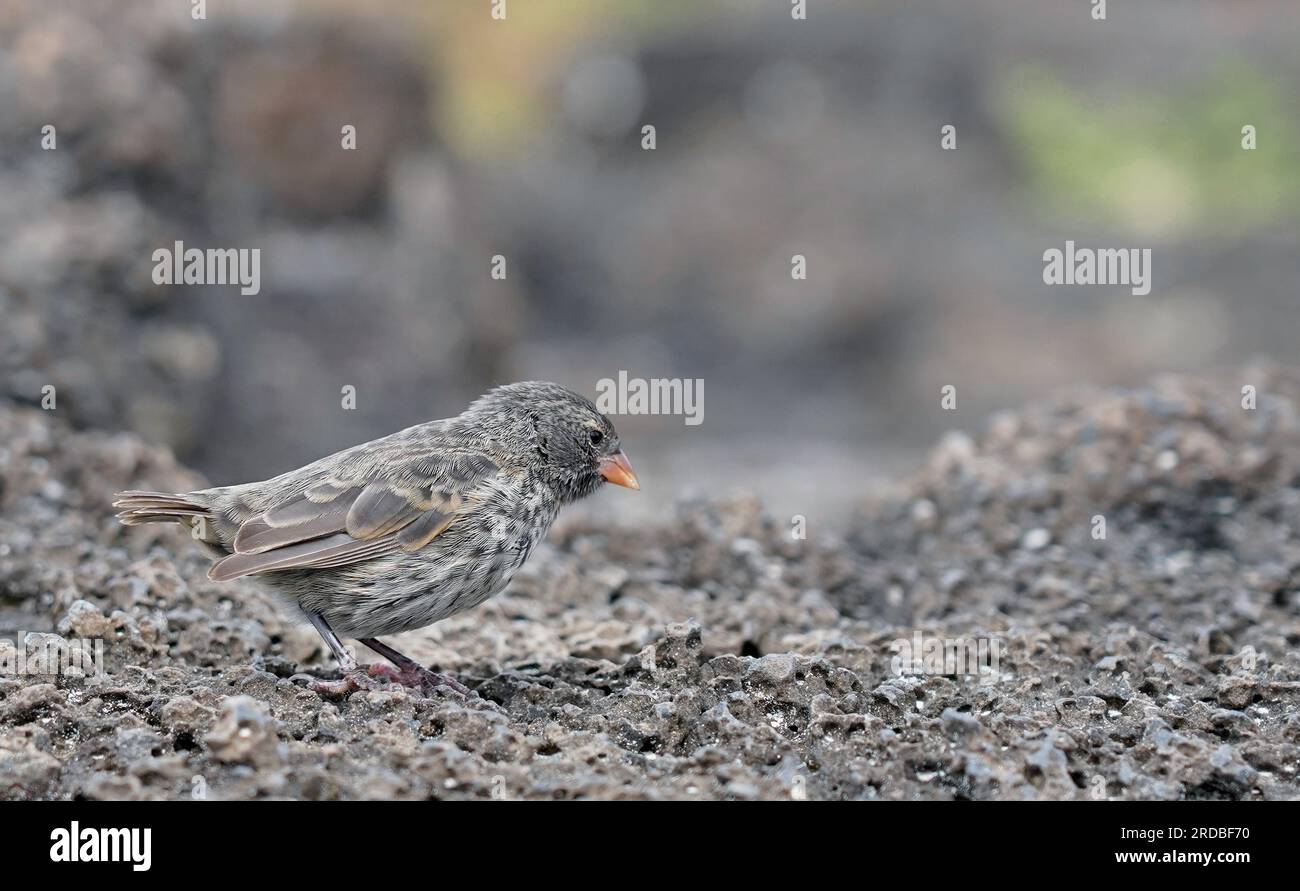 Oiseau de Finch sur les roches volcaniques, Santa Cruz, Galapagos Banque D'Images