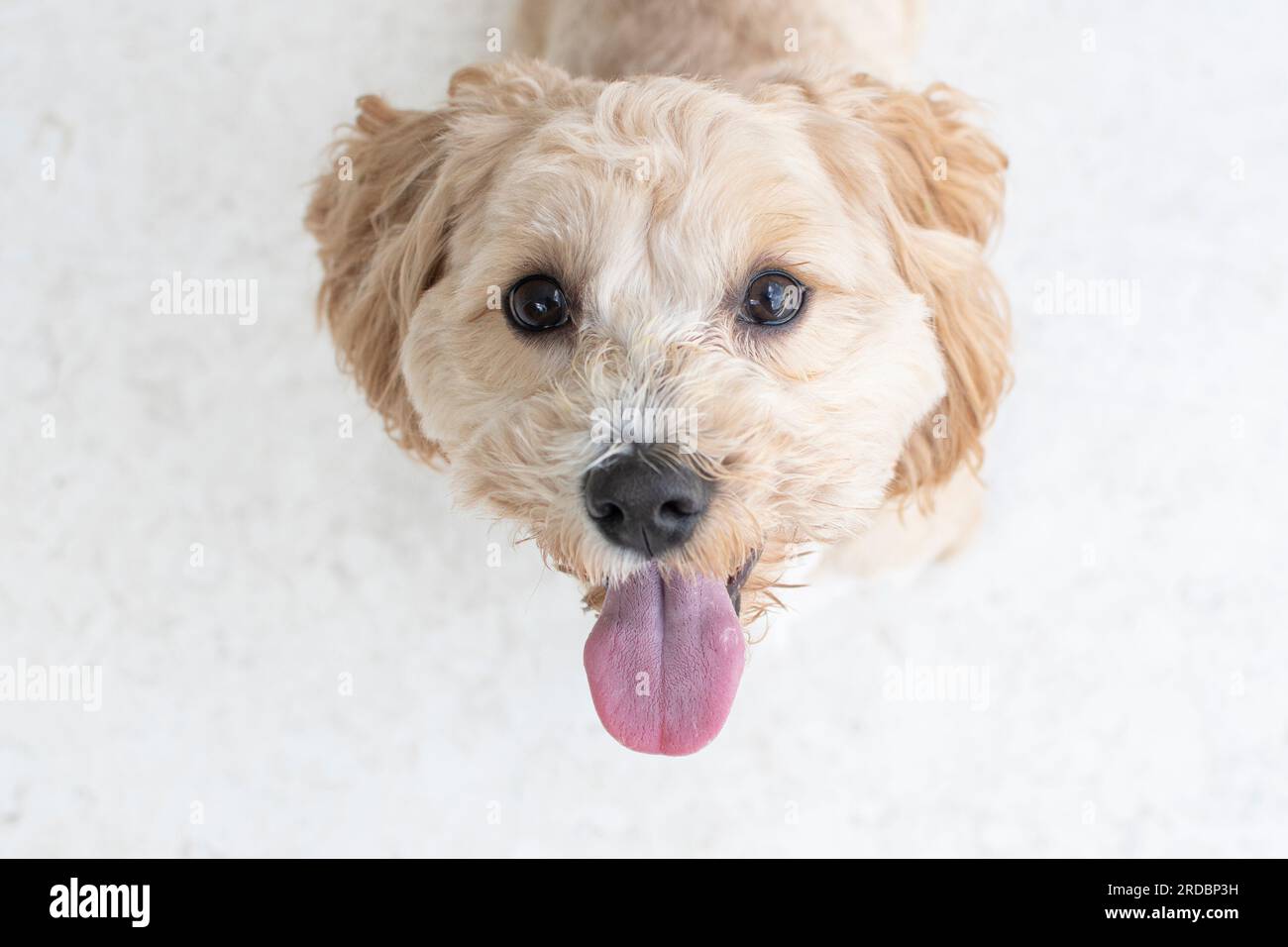 Portrait d'un épagnon mignon regardant l'appareil photo. Mignon doggy doré Banque D'Images