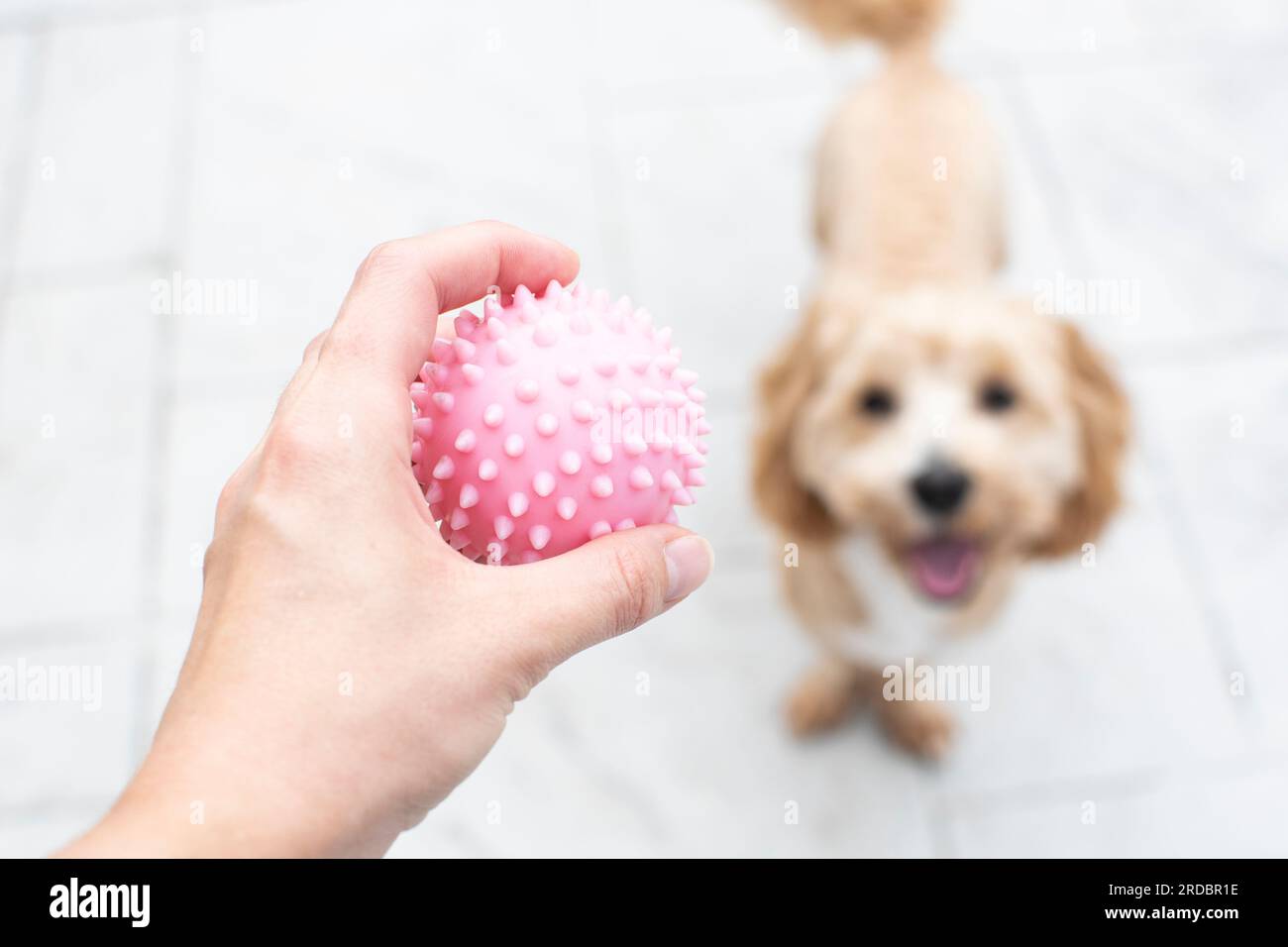 Main avec une balle offrant un chien à jouer. Jouer avec votre chien Banque D'Images