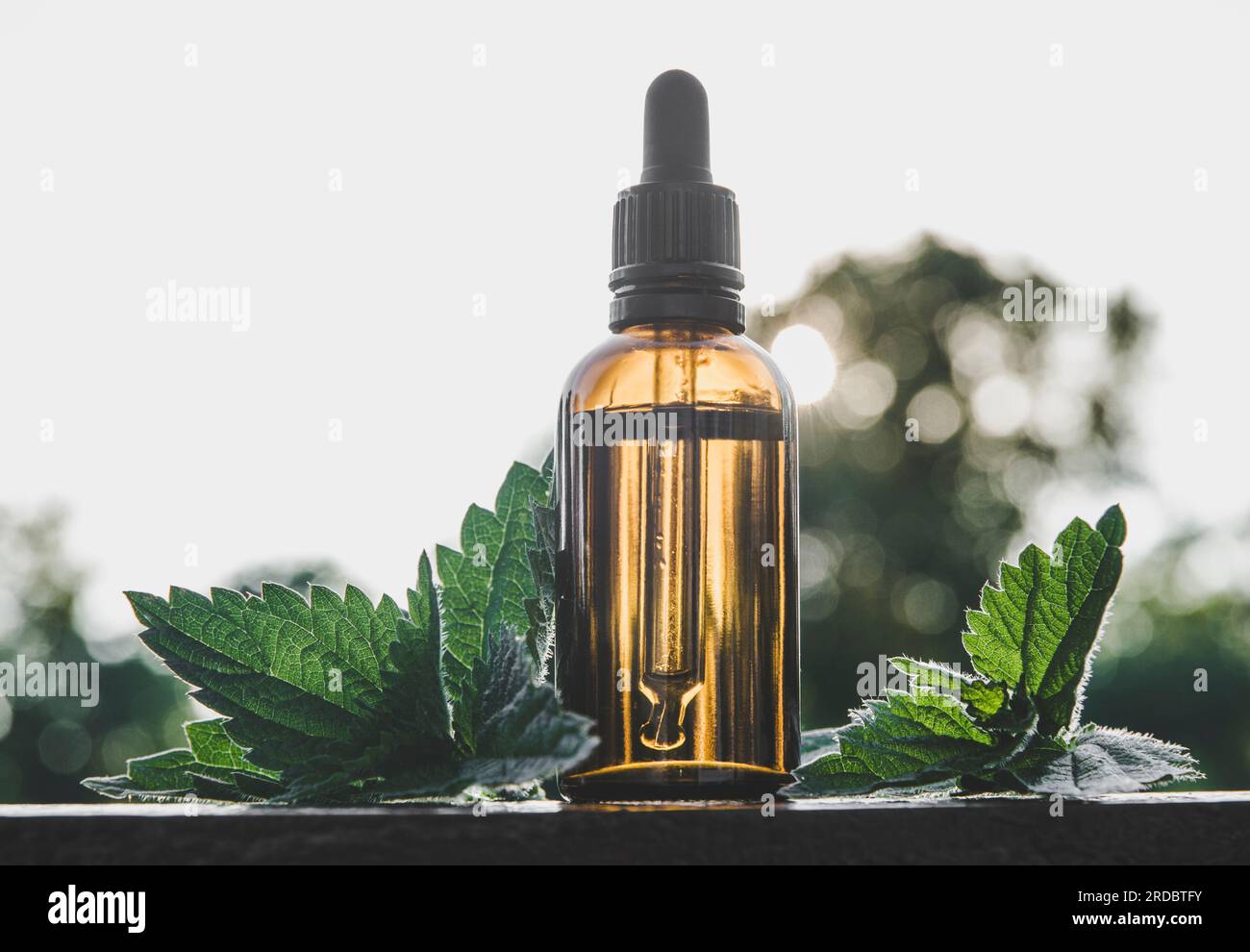 Sauvage bio Urtica dioica, ortie commune, teinture d'ortie piquante dans une petite bouteille en verre brun à l'extérieur avec des feuilles de plantes fraîches. Photo Lifestyle. Banque D'Images