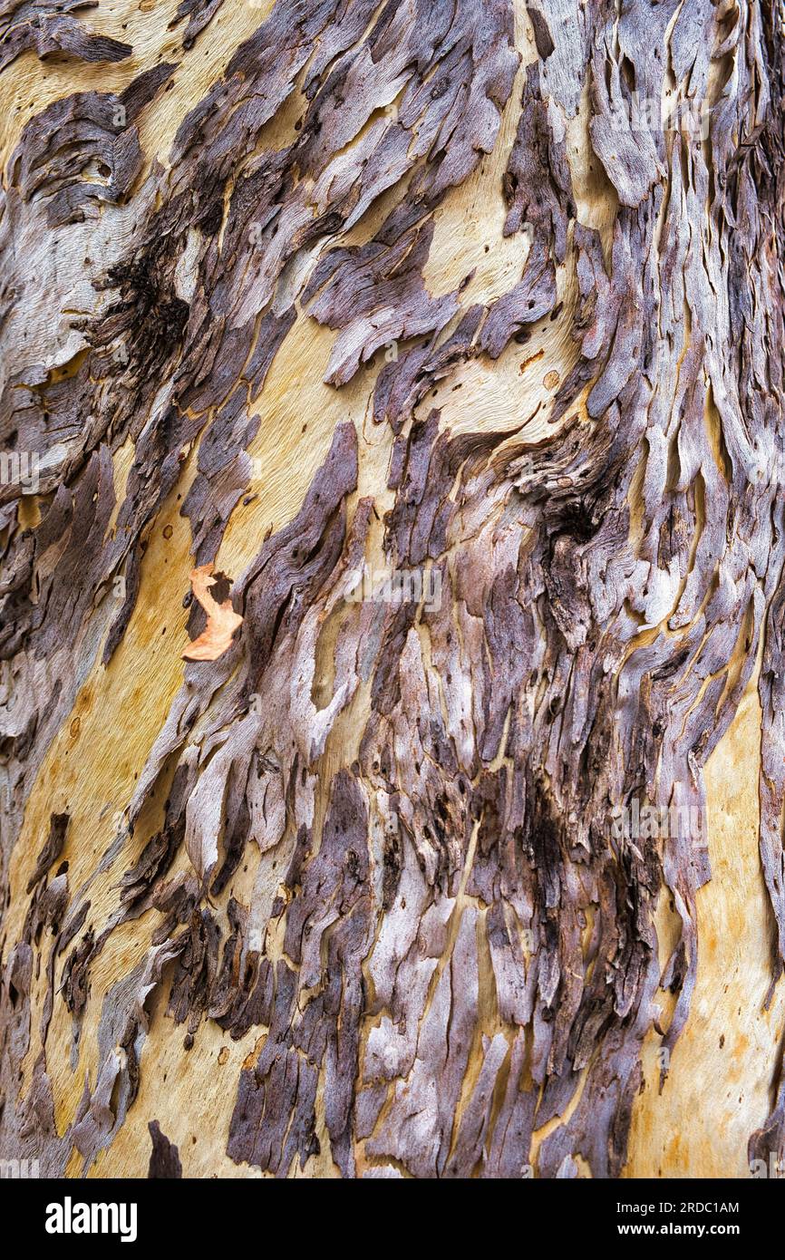 Écorce peeling magnifiquement texturée sur le tronc blanc d'un Eucalyptus wandoo (gomme blanche), Australie occidentale. Motif abstrait dans la nature. Banque D'Images