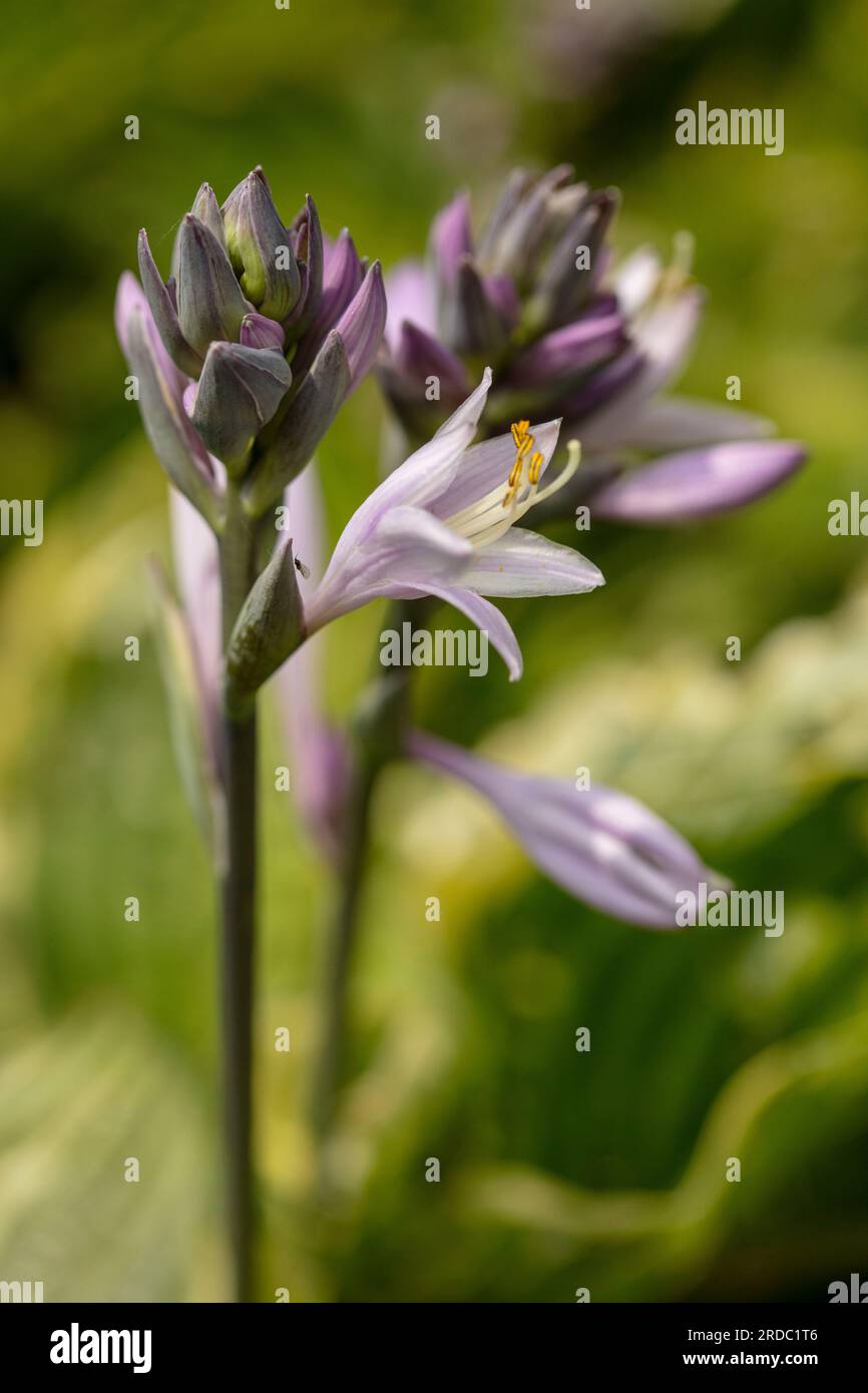 Portrait naturel de plantes environnementales semi-rapprochées montrant des motifs naturels intimes, des structures et des textures dans le monde naturel Banque D'Images