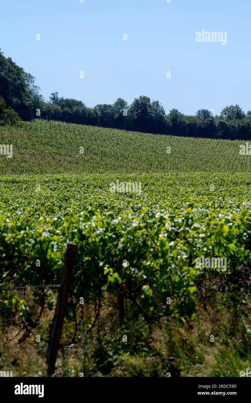 Vignobles cultivant des raisins pour le vin anglais dans le Surrey, dans le sud-est de l'Angleterre Banque D'Images
