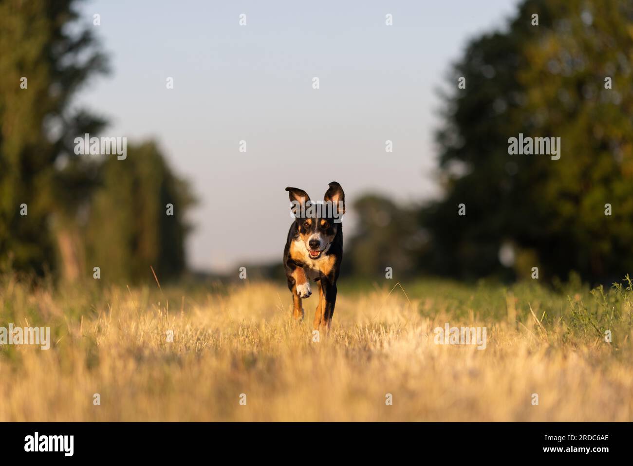 Beau chien courant dans un champ au coucher du soleil Banque D'Images