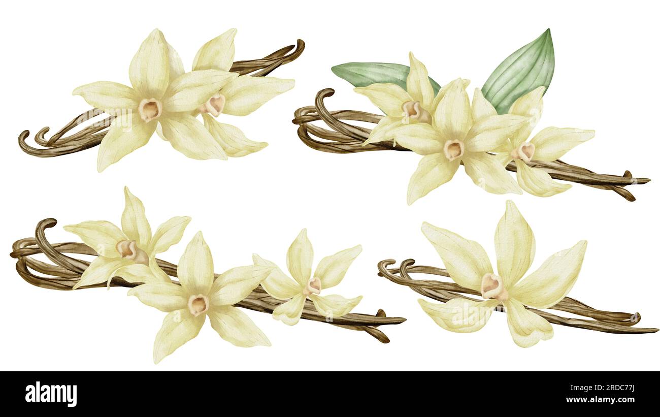 Fleurs de vanille avec bâtons. Aquarelle ensemble d'illustrations dessinées à la main. Fleur d'orchidée jaune et gousses sur fond isolé blanc. Dessin d'épices pour la cuisson ou huiles aromatiques. Ingrédients à base de plantes. Banque D'Images
