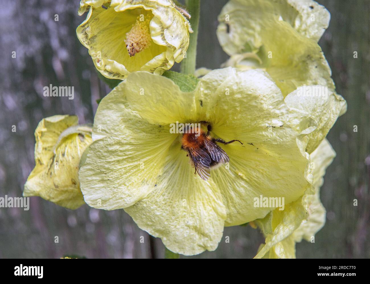 Bumblebee se trouve sur de belles fleurs hollyhock dans le jardin. mauve jaune fleuri. Banque D'Images