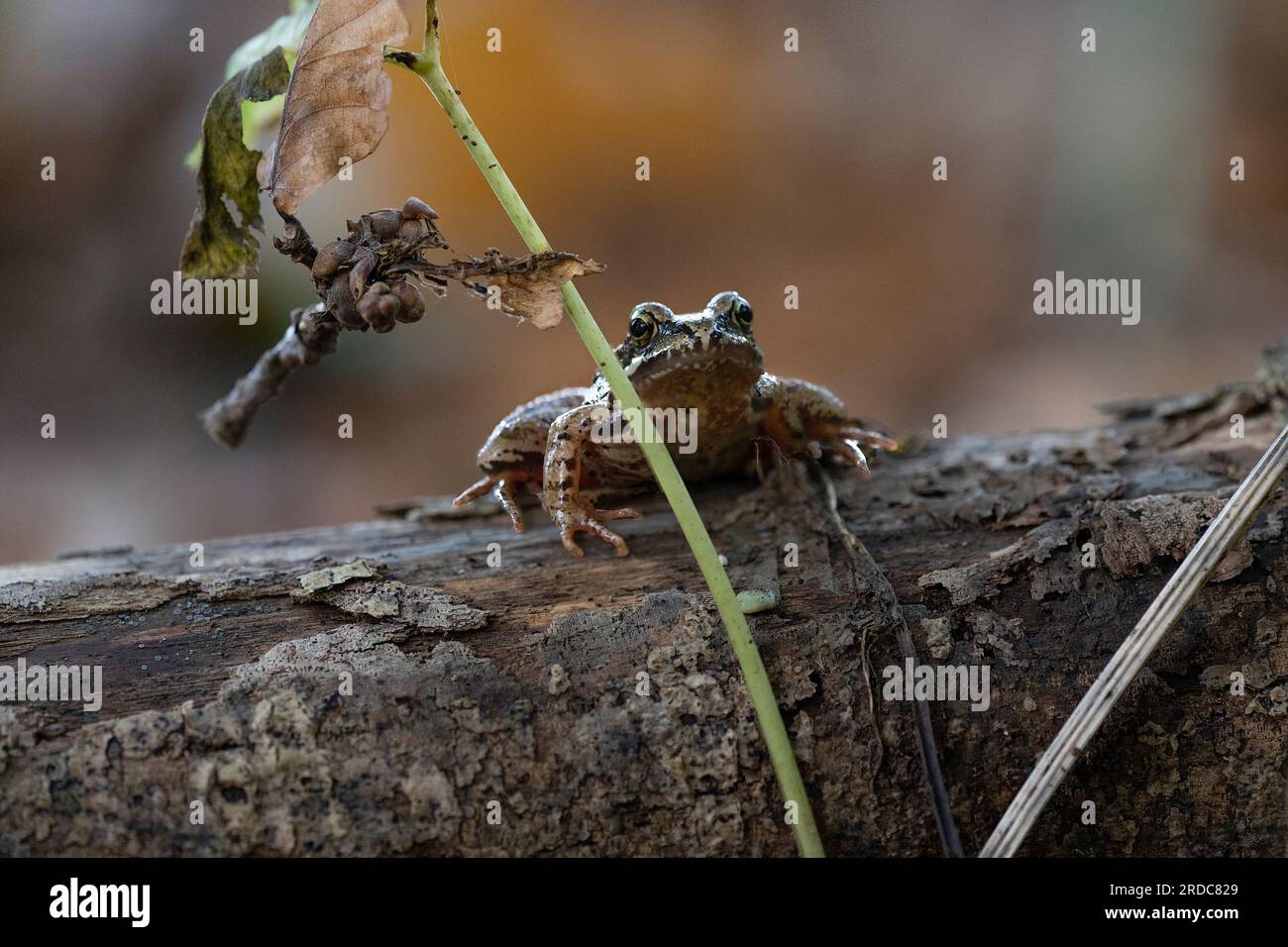 Une grenouille brune commune européenne, rana temporaria, assise sur une bûche derrière une petite branche regardant la caméra Banque D'Images