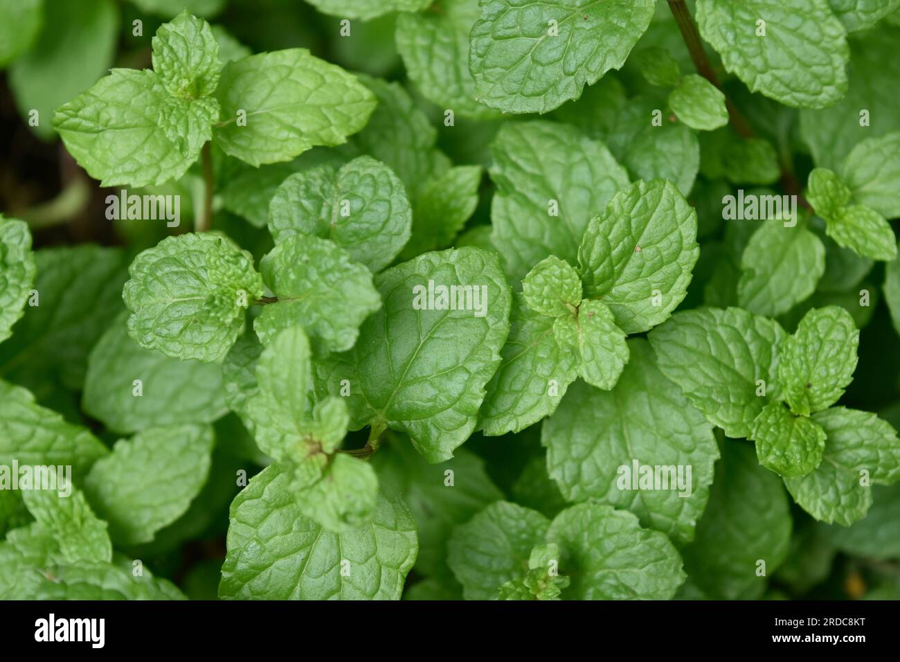 Menthe, fraîche du potager Banque D'Images