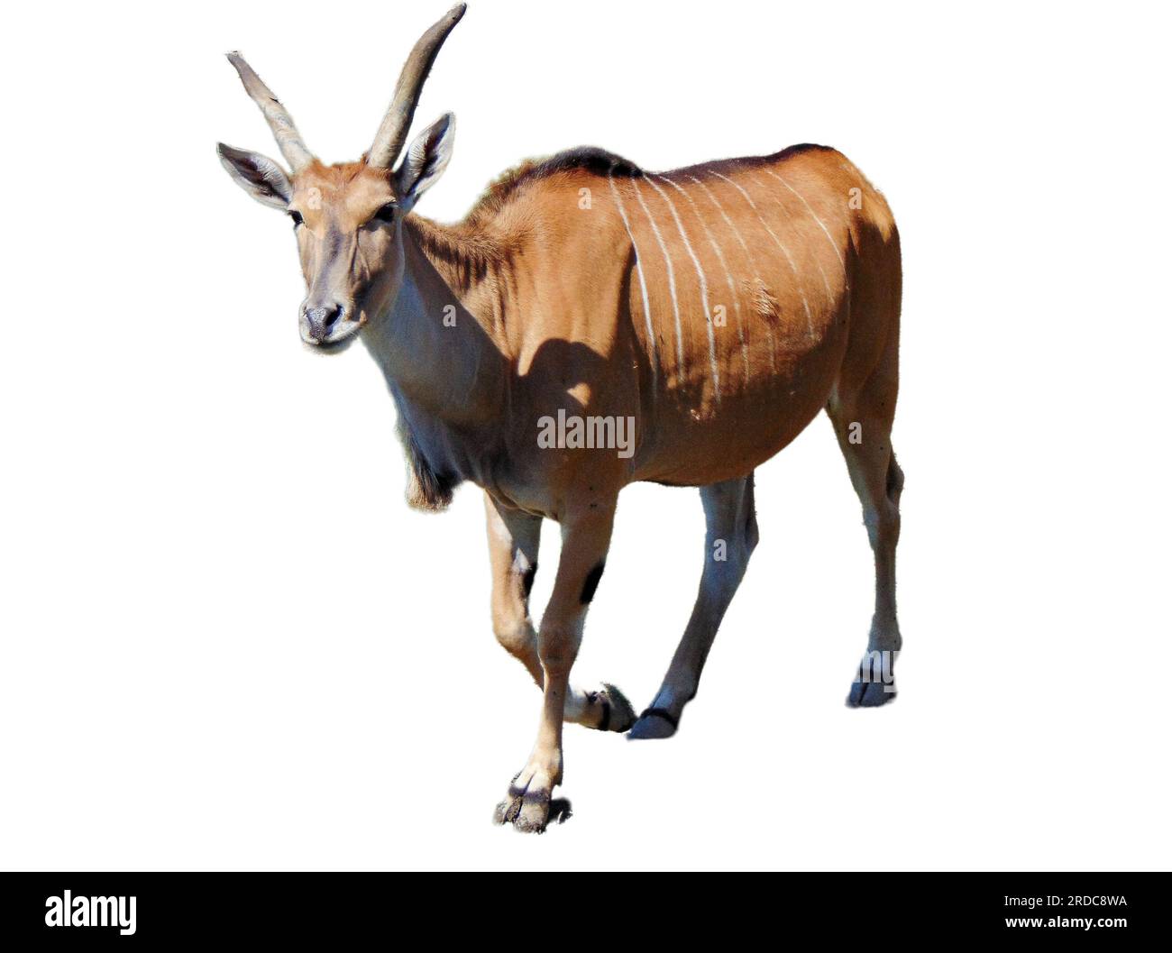 Antilope Eland isolée sur blanc. Taurotragus oryx Banque D'Images