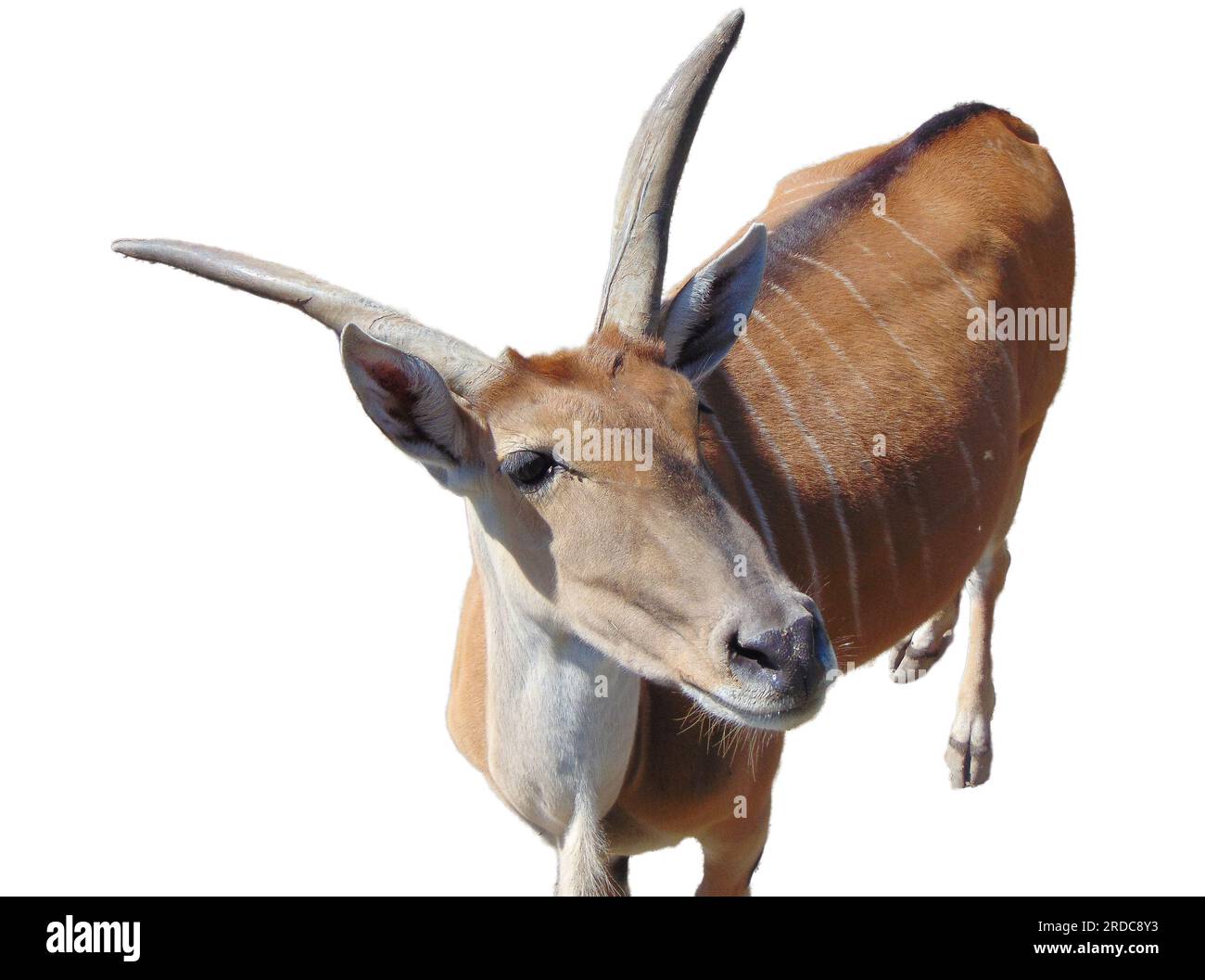 Antilope Eland isolée sur blanc. Taurotragus oryx Banque D'Images