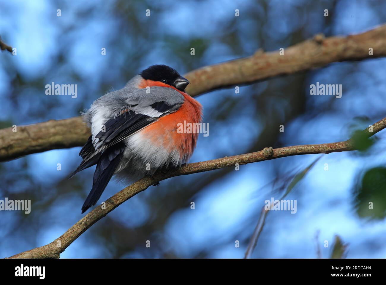 Bullfinch eurasien (Pyrrhula pyrrhula pyrrhula) mâle migrant 'Northern Bullfinch' perché sur une branche gonflée vers le haut d'Eccles-on-Sea, Norfolk, Royaume-Uni. Banque D'Images