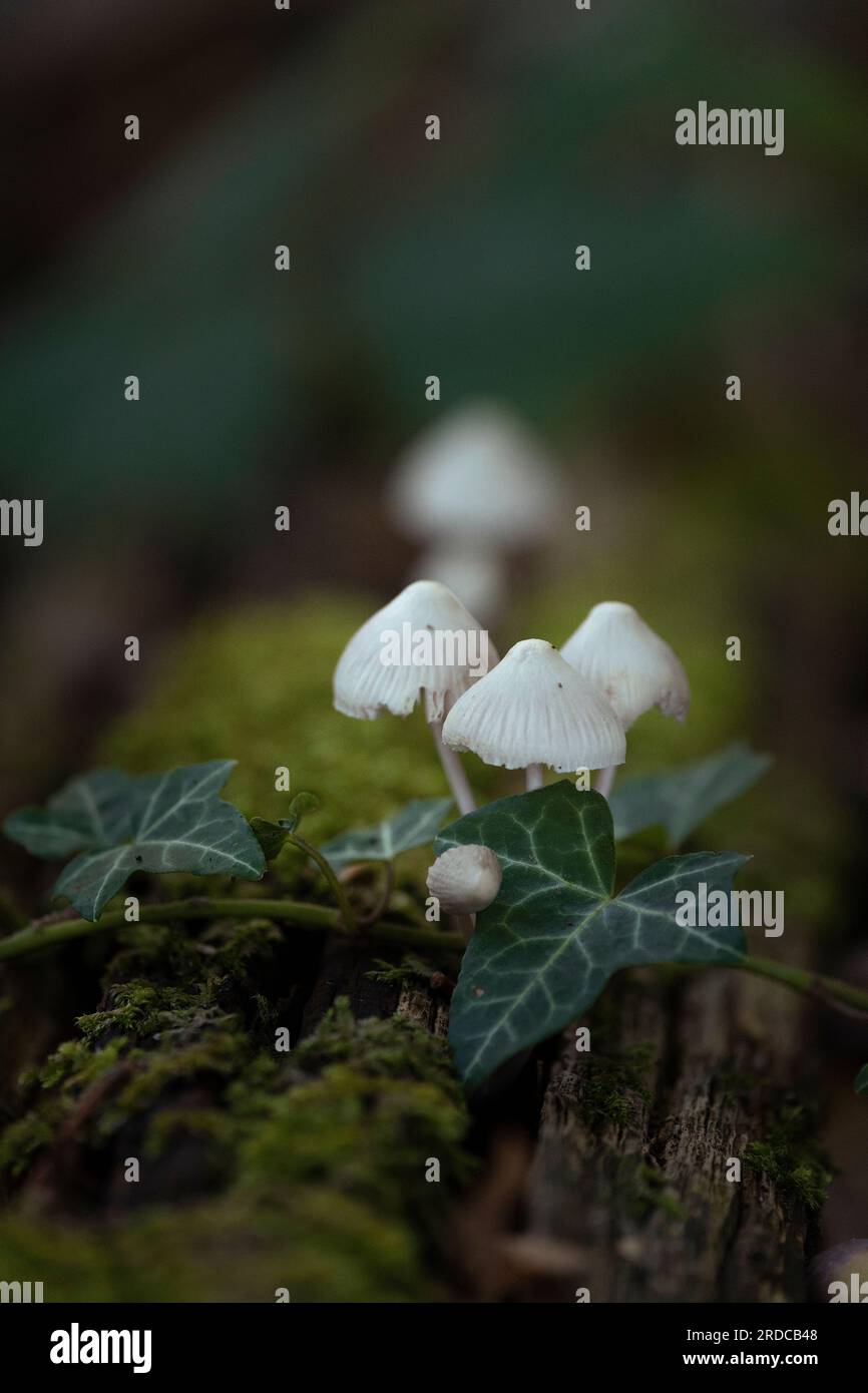 Angel's Bonnet Mycena Arcangeliana champignons poussant sur une souche moussue avec Ivy Banque D'Images