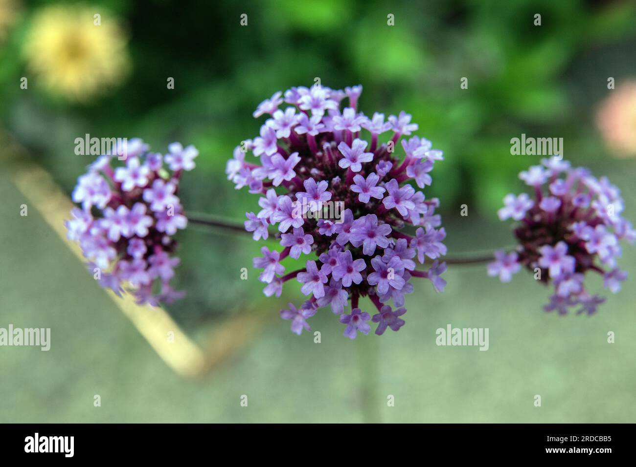 Verveine violette fleurs dans un jardin Banque D'Images