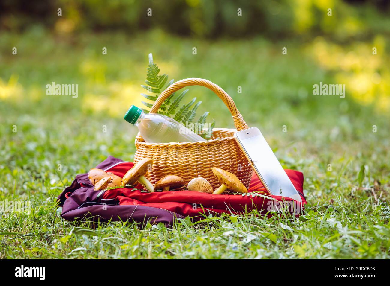 Lorsque vous allez à la cueillette des champignons, apportez un téléphone chargé, une bouteille d'eau et une veste de couleur vive en cas de perte dans la forêt. Banque D'Images