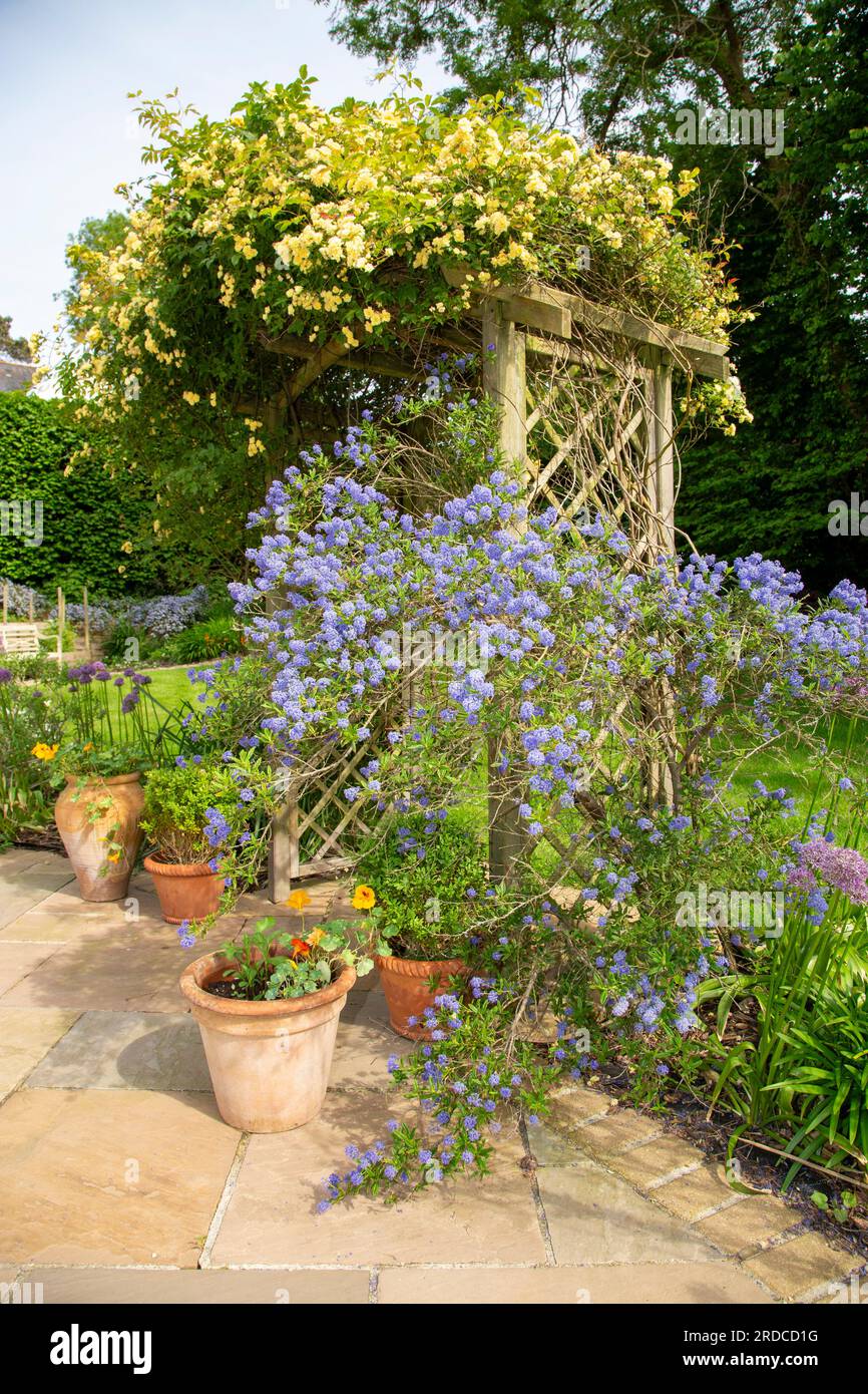 Thornless rose Lady Banks Rose escaladant une arche de jardin avec le bleu Ceanothus Concha à droite. Banque D'Images