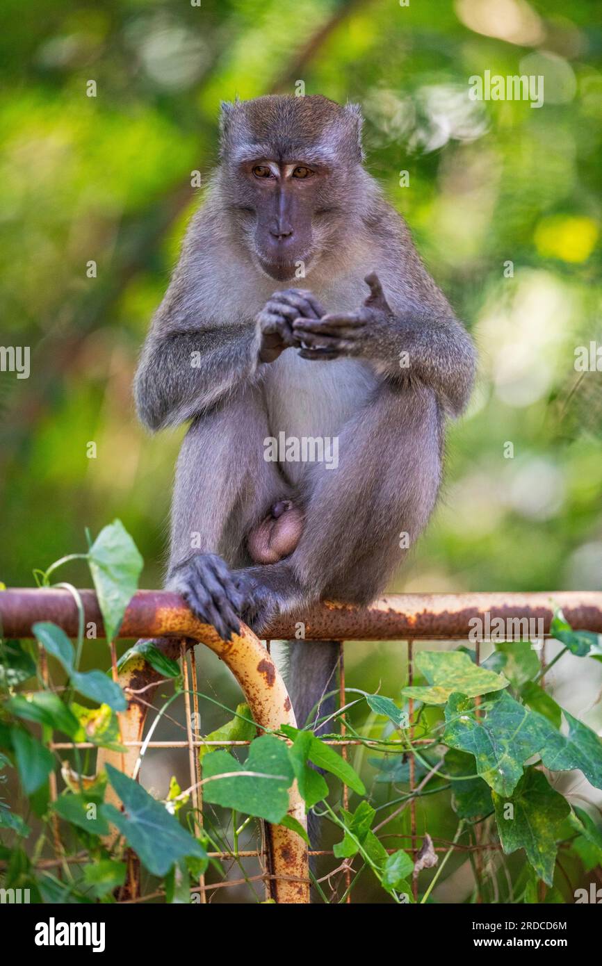 Un macaque à longue queue se toilettant assis sur une clôture de rive, Singapour Banque D'Images