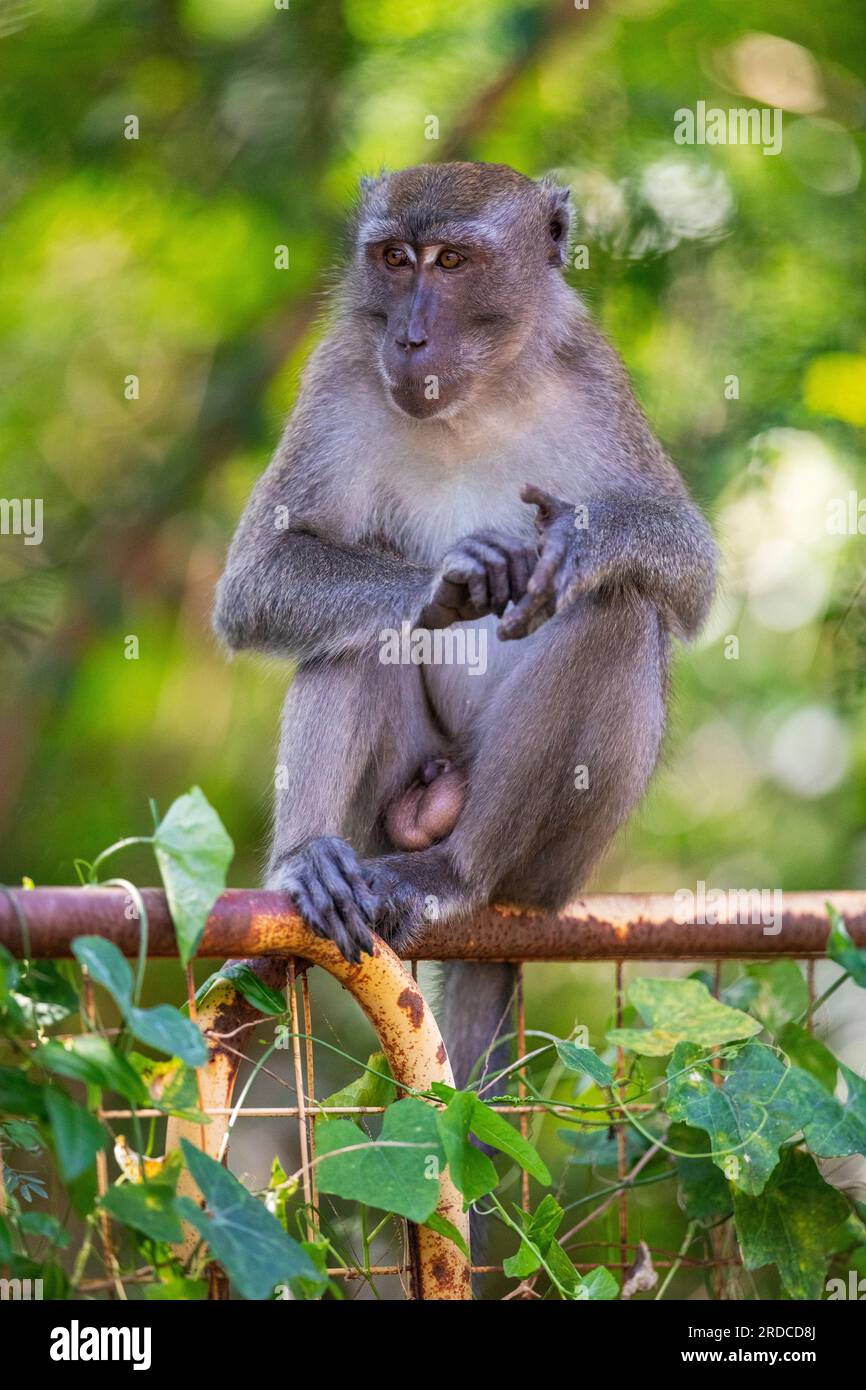 Un macaque à longue queue se toilettant assis sur une clôture de rive, Singapour Banque D'Images