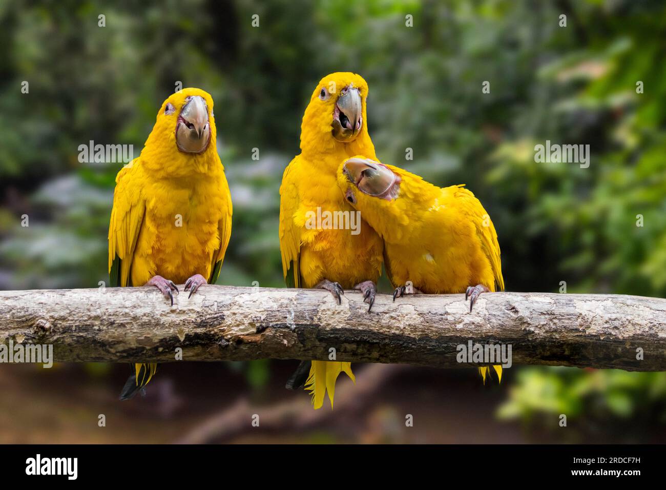 Trois perruches dorées / conures dorées (Guaruba guarouba) perchées dans l'arbre, perroquet néotropical originaire du bassin amazonien de l'intérieur du nord du Brésil Banque D'Images