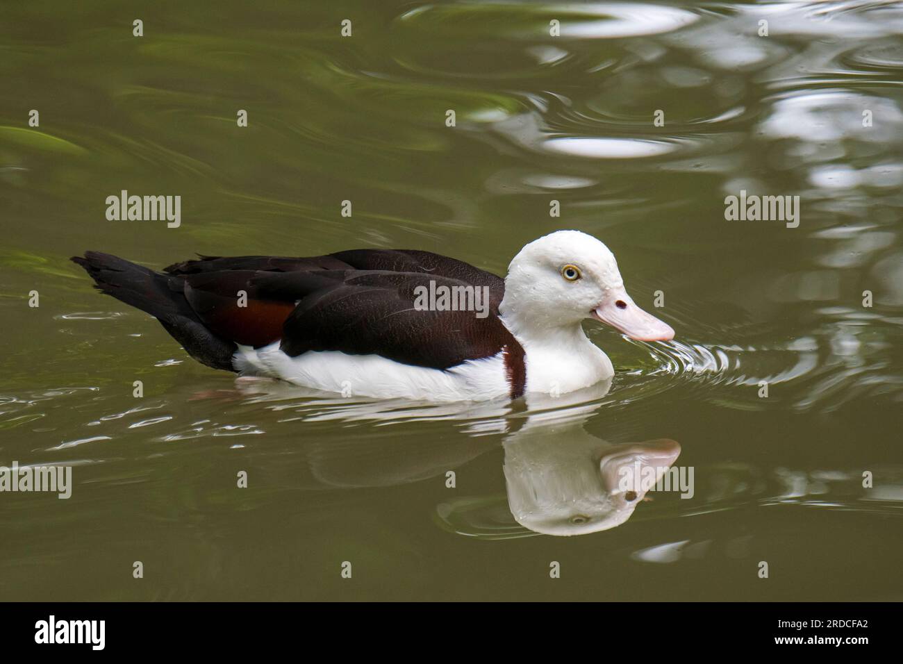 Shelduck de Radjah / shelduck de raja / shelduck à dos noir / canard de Burdekin (Radjah radjah / Tadorna radjah) dans l'étang, originaire de Nouvelle-Guinée et d'Australie Banque D'Images