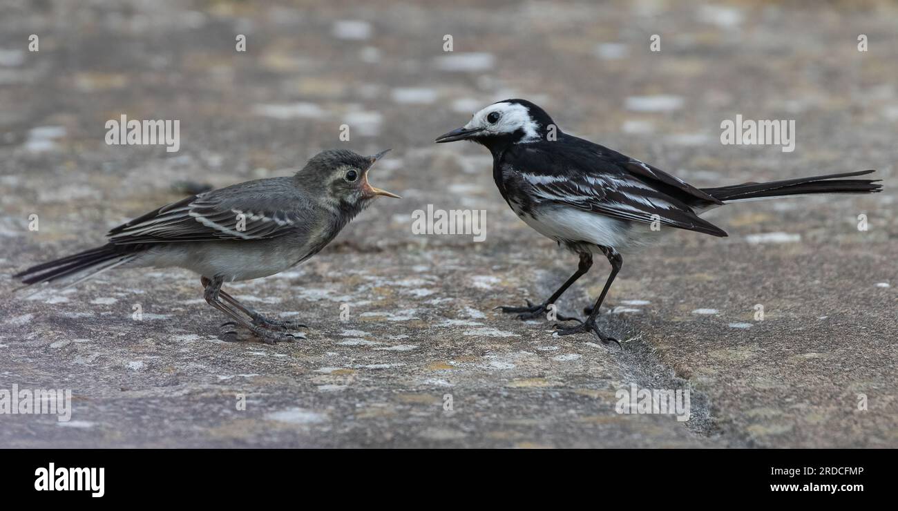 Un plan d'action rapproché d'une pied Wagtail (Motacilla alba) nourrissant son bébé . Bec grand ouvert. Suffolk, Royaume-Uni Banque D'Images Un plan d'action rapproché d'une pied Wagtail (Motacilla alba) nourrissant son bébé . Bec grand ouvert. Suffolk, Royaume-Uni Banque D'Images