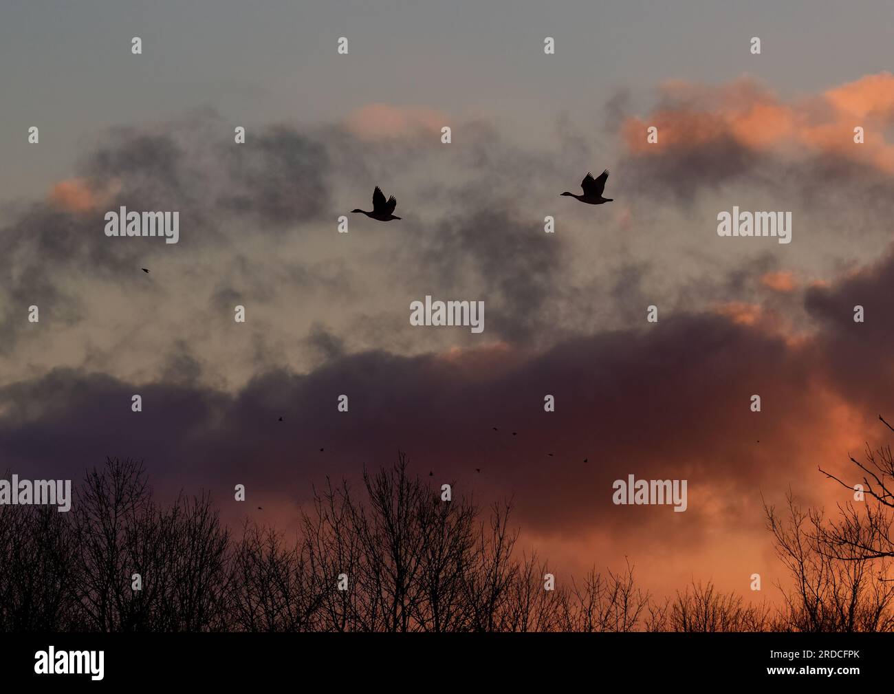 Un lever de soleil coloré avec une paire d'oies silhouettées en vol contre le soleil levant. Suffolk, Royaume-Uni . Banque D'Images